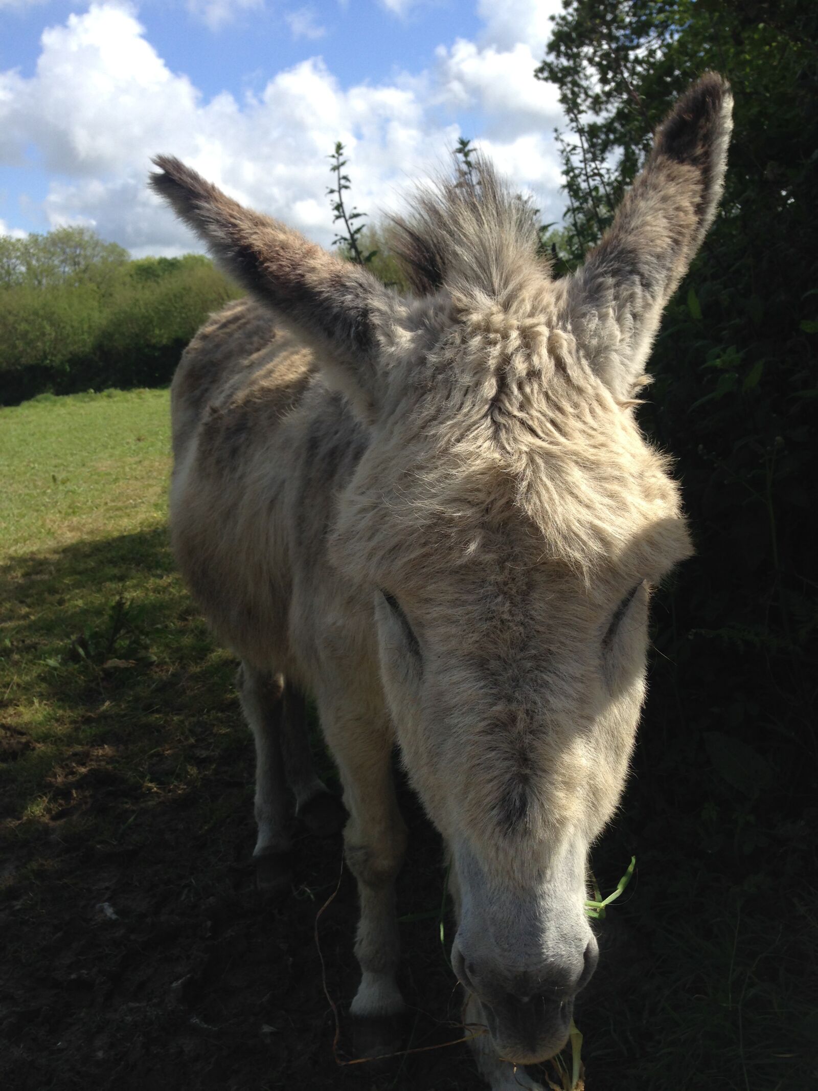 iPhone 5 back camera 4.12mm f/2.4 sample photo. Donkey, landscape, nature photography