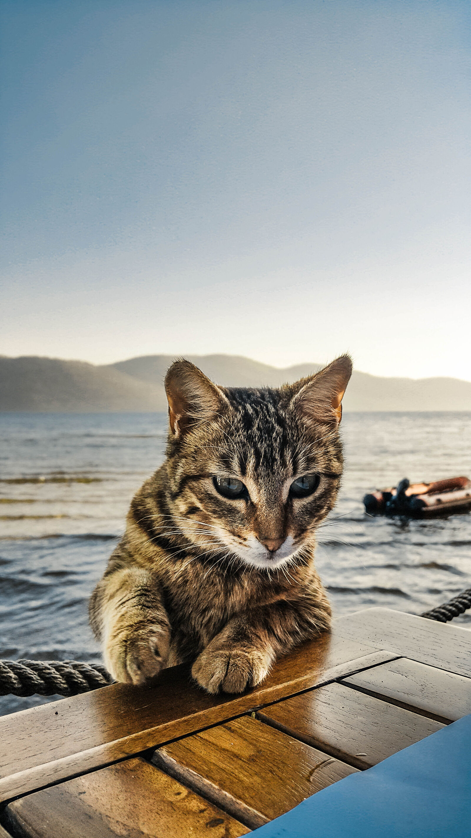 Samsung Galaxy Note4 sample photo. Cat photography