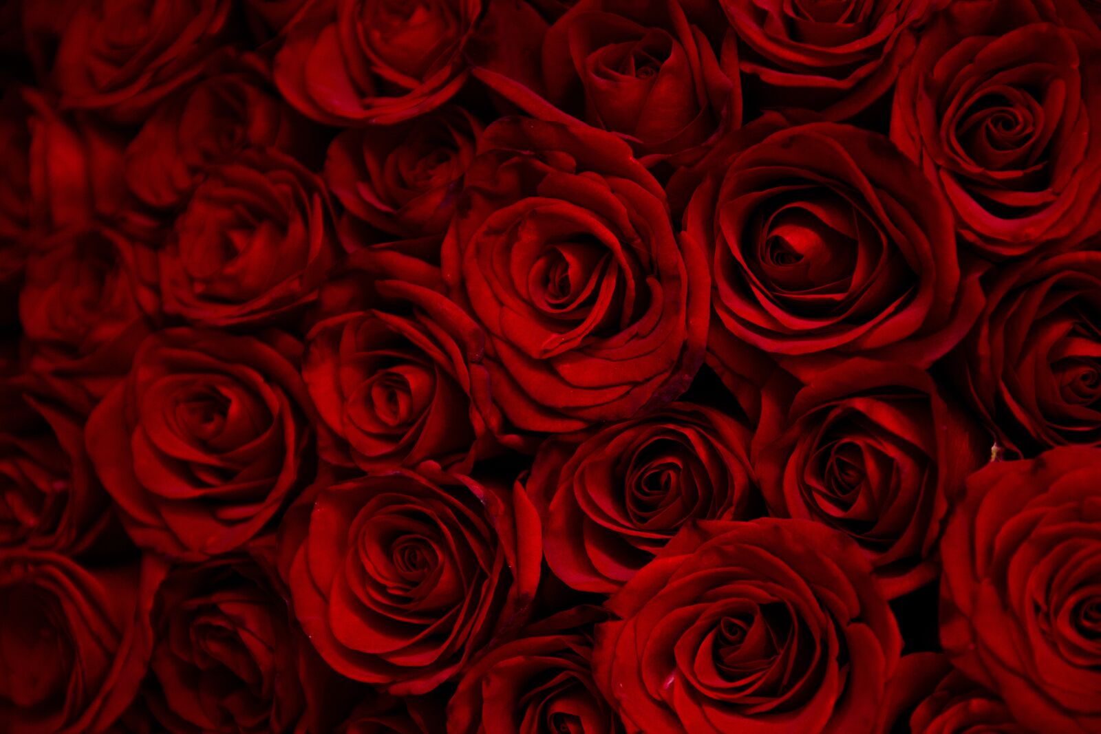 Nikon D7100 sample photo. Rose, roses, flowers photography