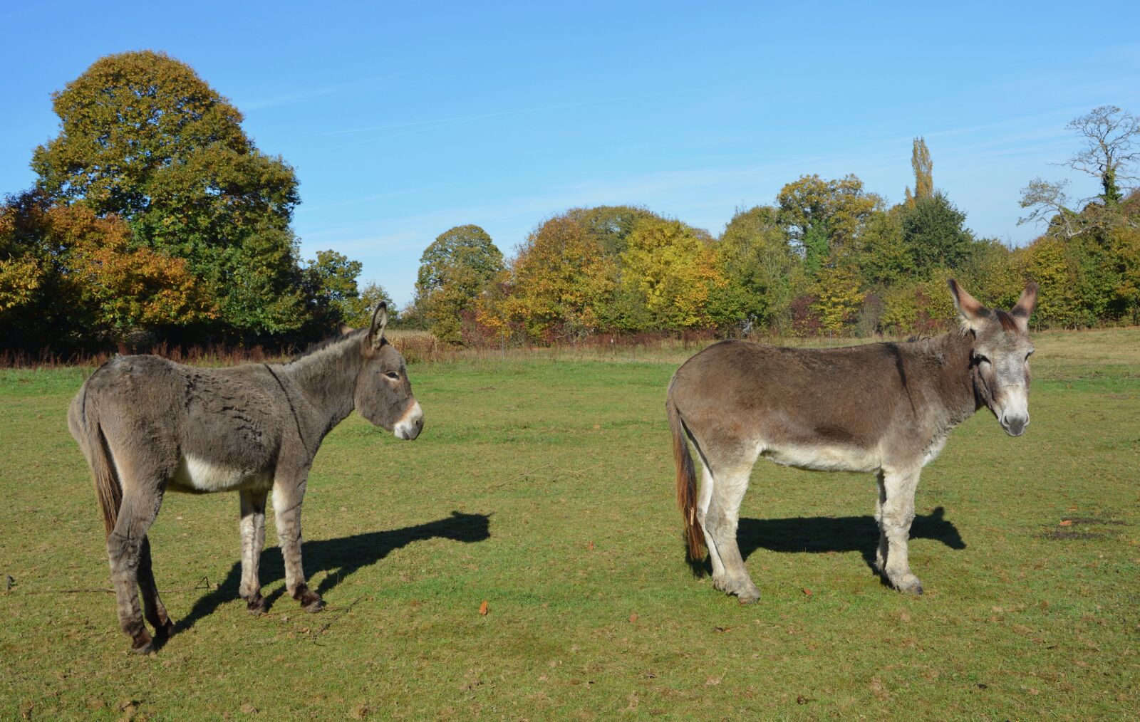 Nikon D5200 sample photo. Donkeys, equines, males photography