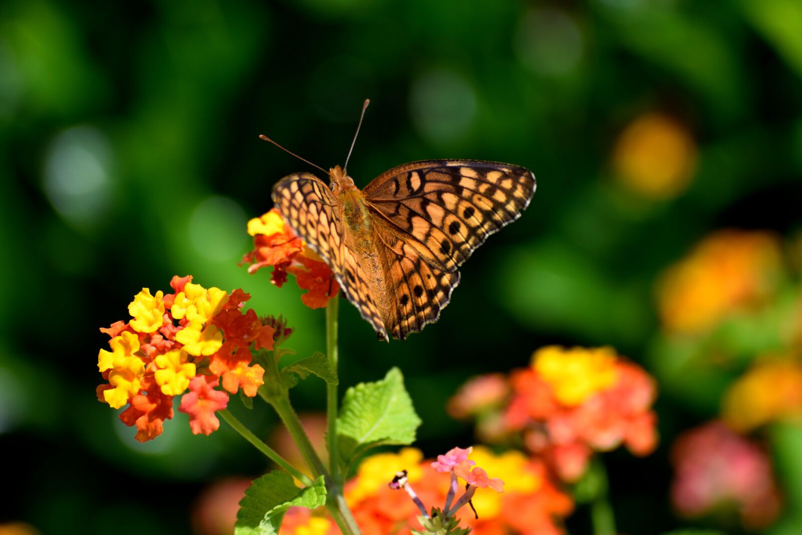 Nikon D3300 sample photo. Moth butterfly, butterfly, insect photography