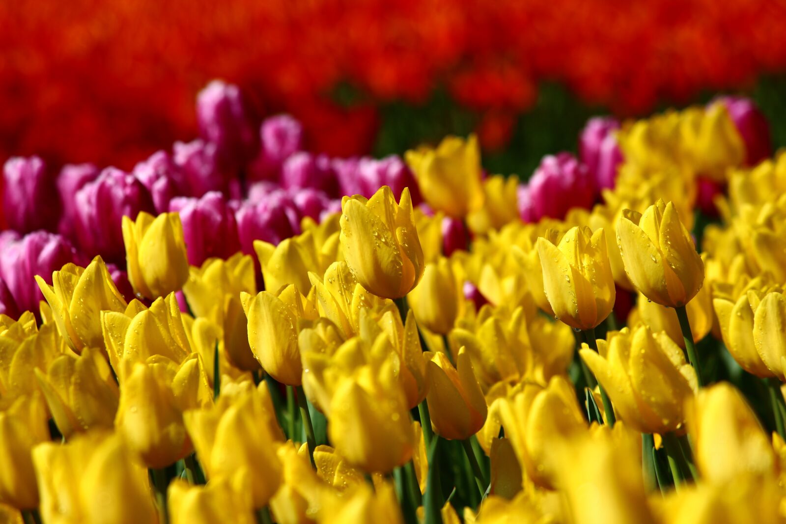 Canon EOS 600D (Rebel EOS T3i / EOS Kiss X5) sample photo. Tulip collection, tulips, tulip photography