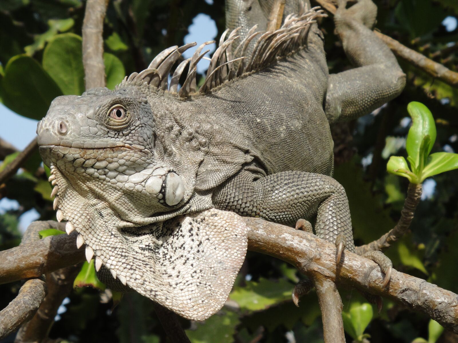 Sony DSC-TX1 sample photo. Iguana, reptile, bonaire photography