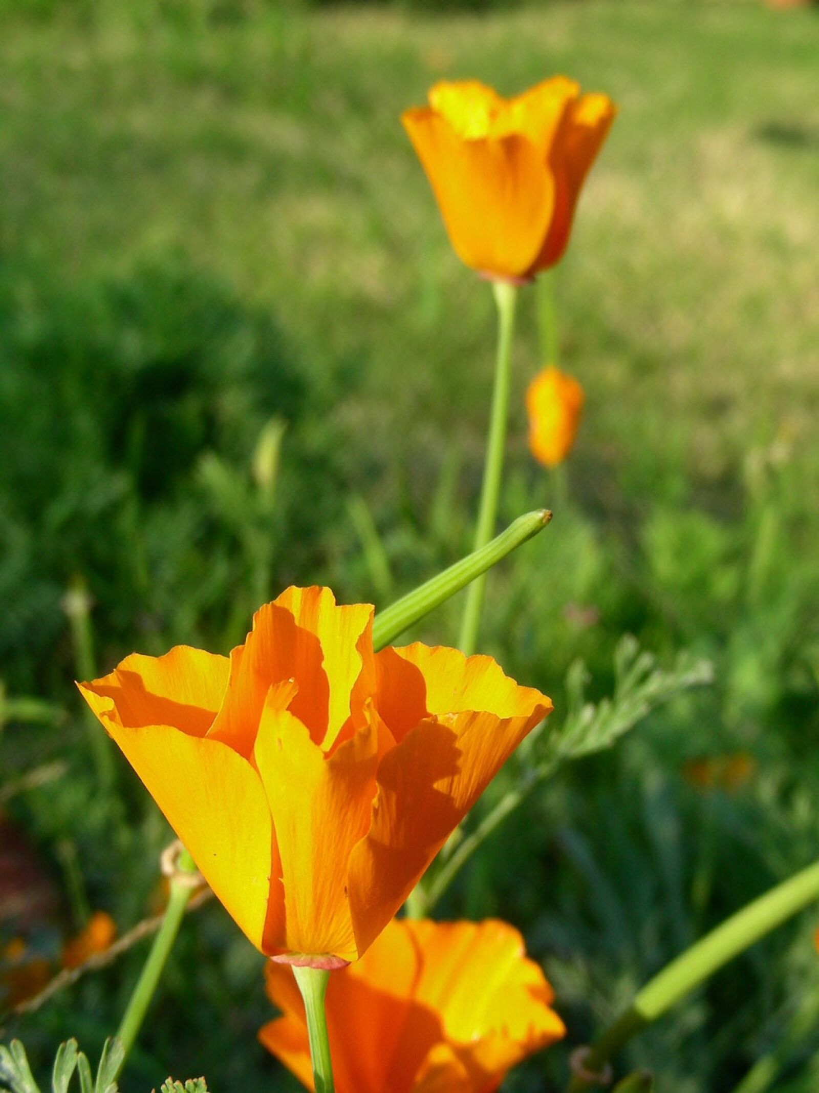 Nikon COOLPIX S4 sample photo. California, poppy, poppies photography