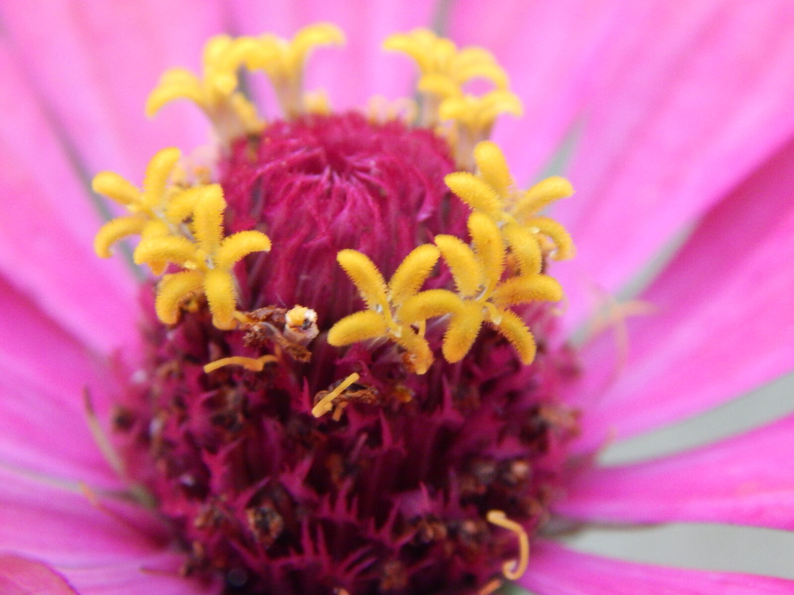 Nikon Coolpix L830 sample photo. Flowers photography