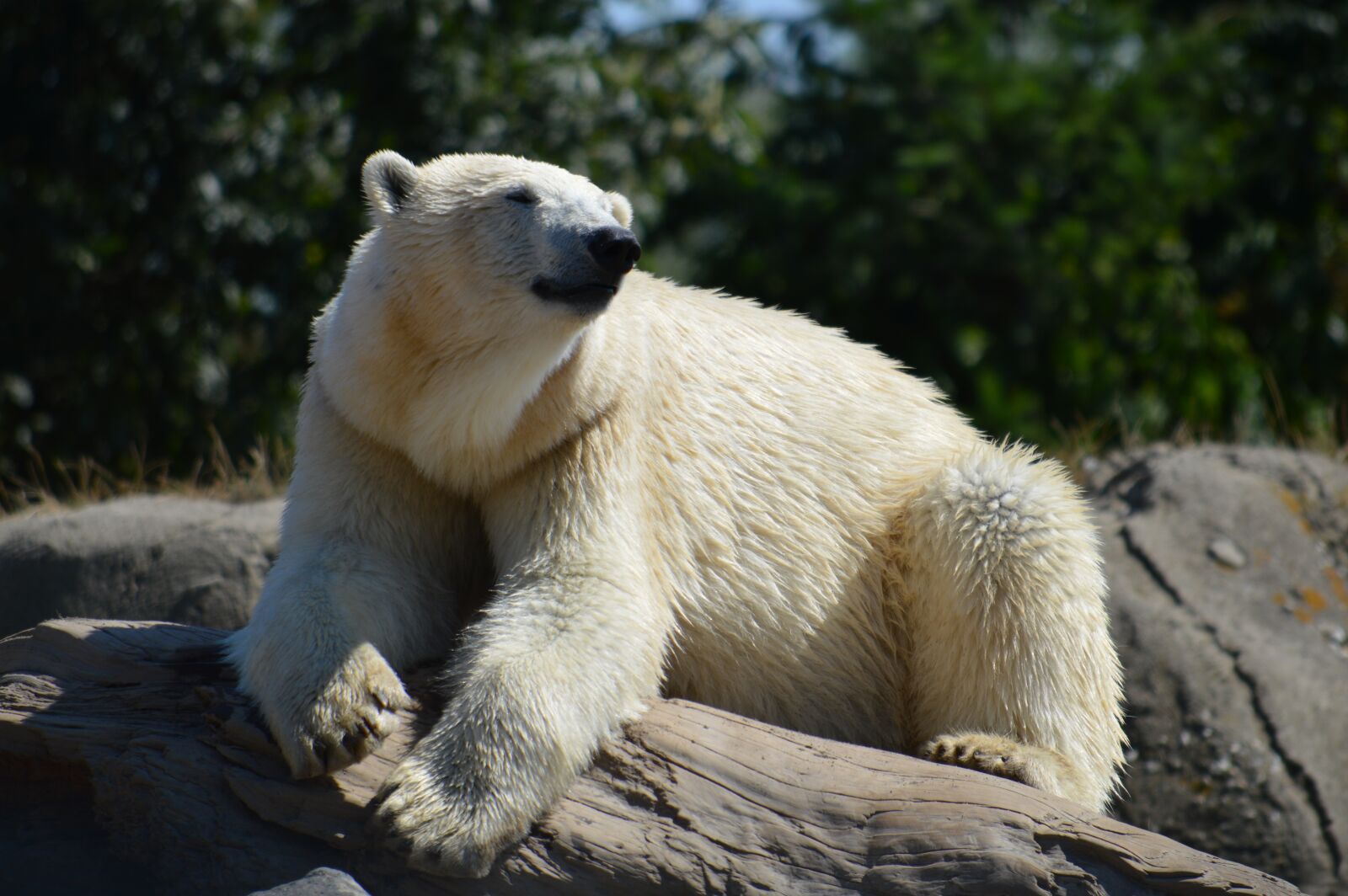 Nikon D3200 sample photo. Blijdorp, polar bear, zoo photography