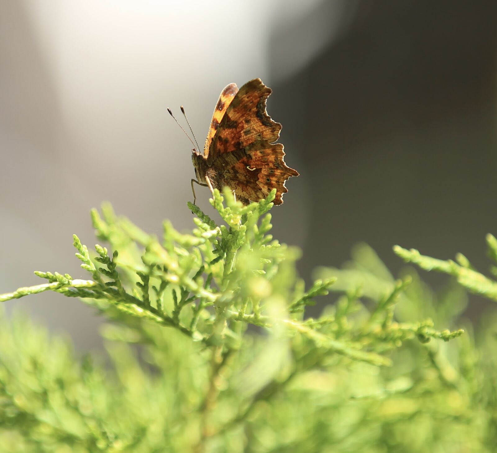 Canon EOS 5D Mark III sample photo. Animal, butterfly, insect photography
