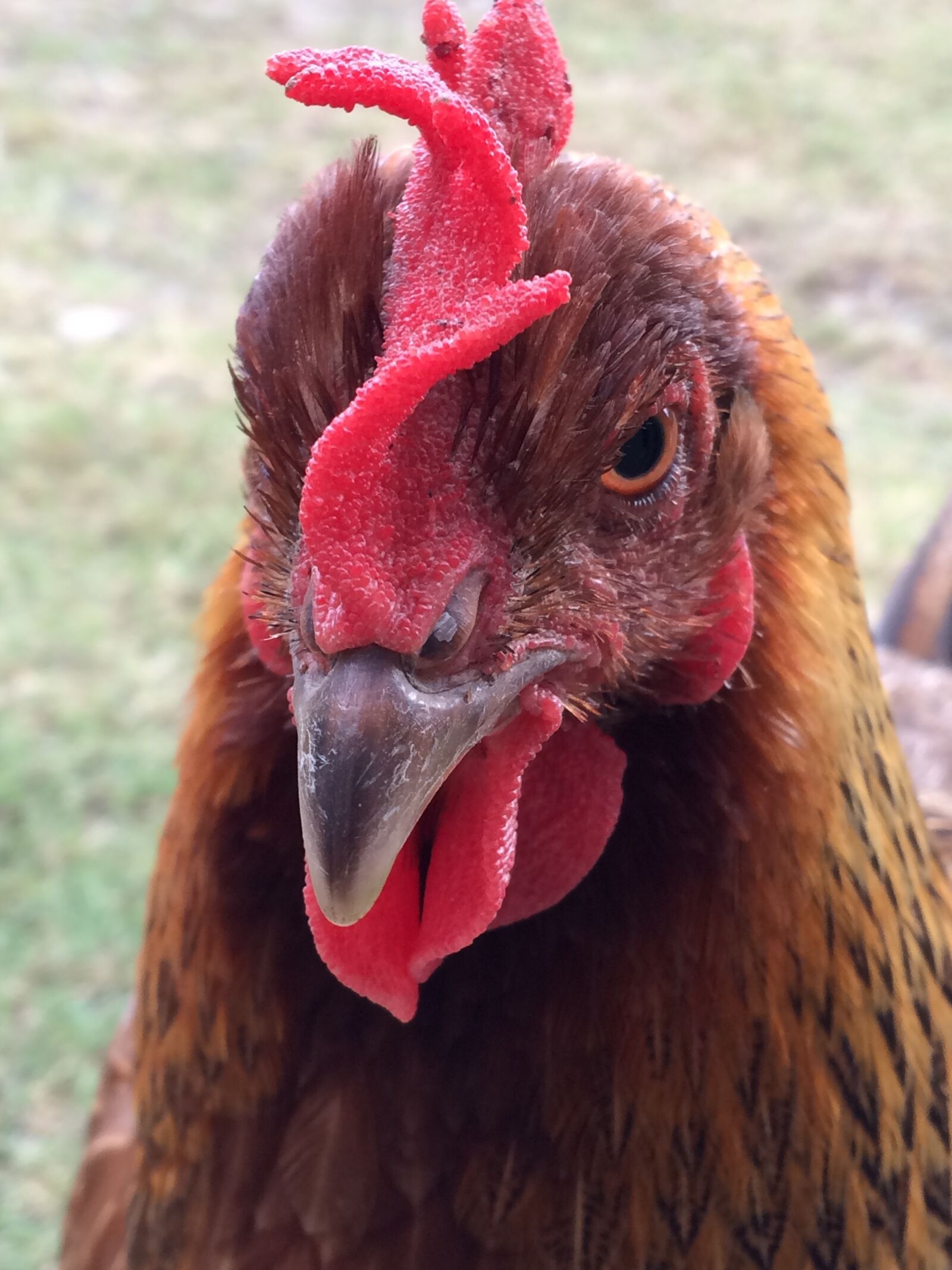 iPhone 5s back camera 4.15mm f/2.2 sample photo. Chicken, farm, livestock photography