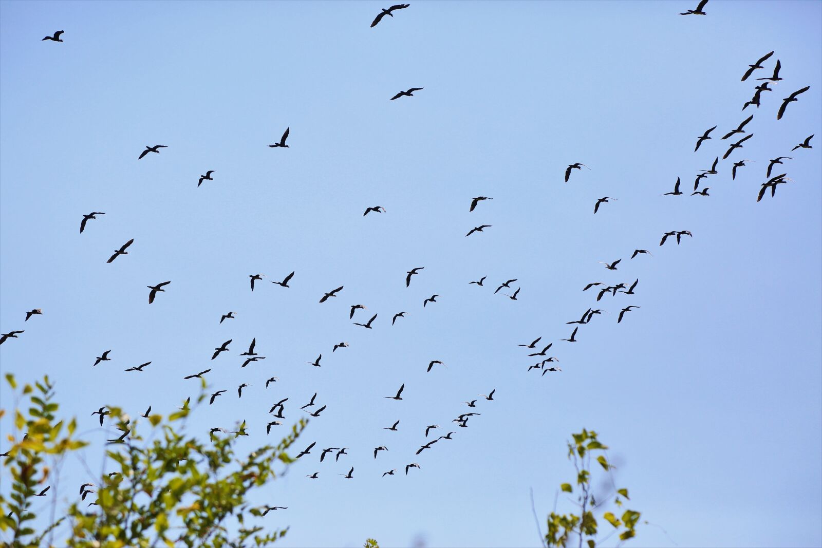 Canon EF 24-105mm F4L IS USM sample photo. Bird, animal, sky photography