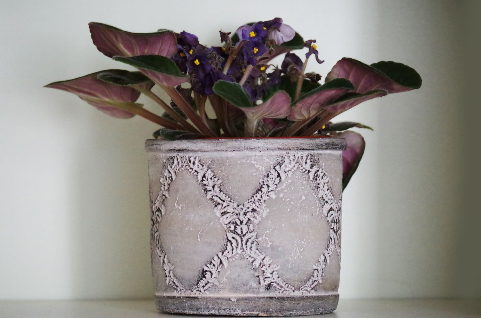 Pentax K-500 sample photo. Flower, flower pot, violet photography