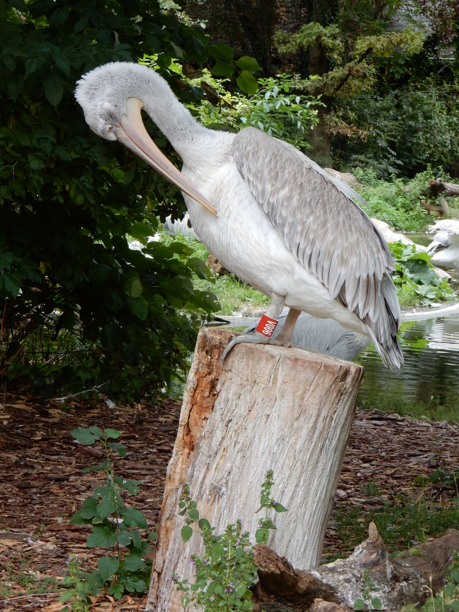 Nikon Coolpix S9900 sample photo. Pelicans, birds, nature photography