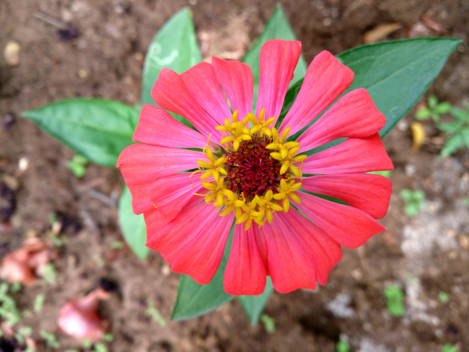 Sony Xperia ZR sample photo. Red, marigold photography