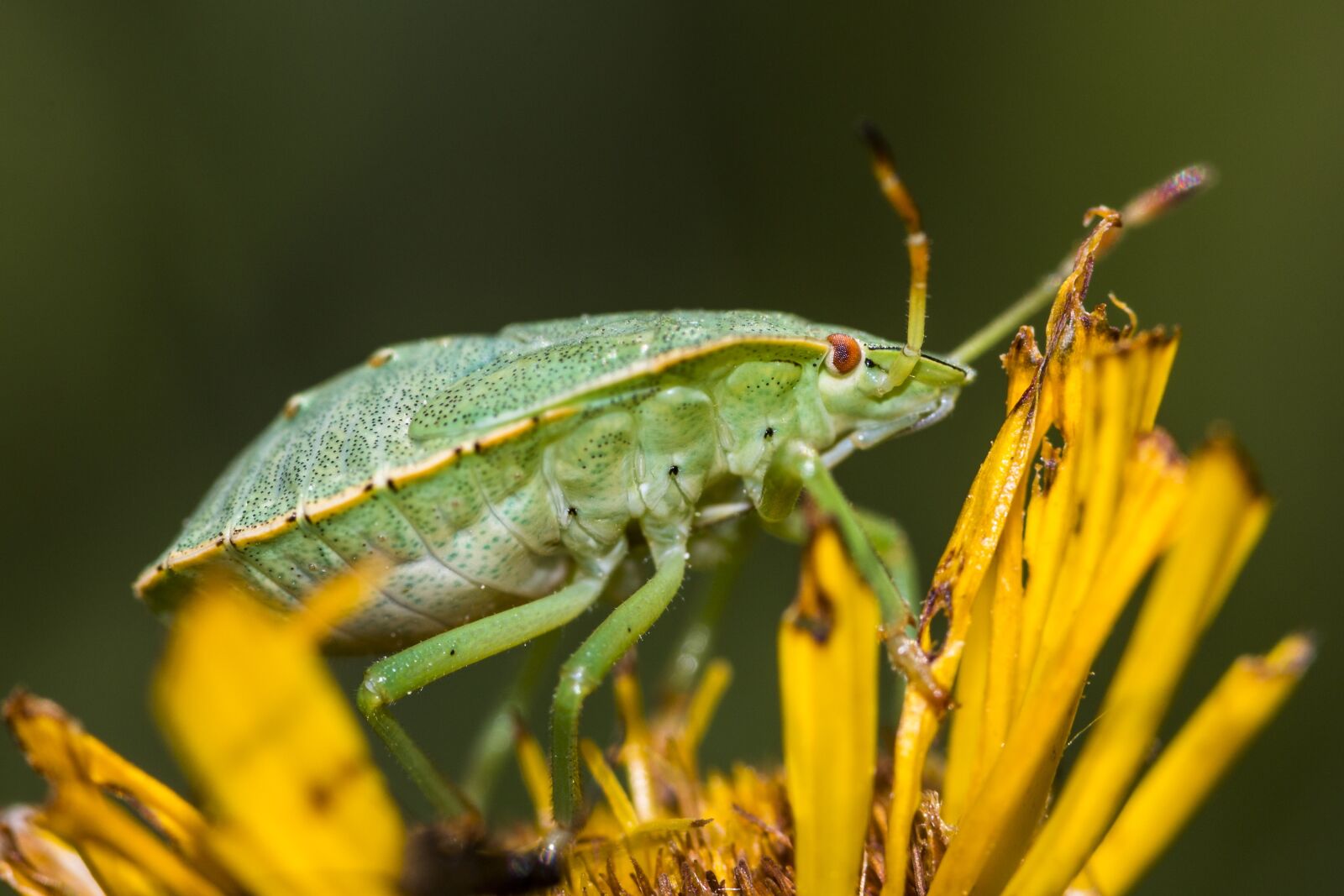 Canon EOS 70D sample photo. Bug, green, insect photography