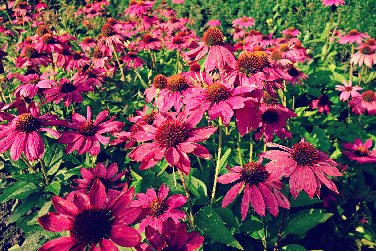 Sony Cyber-shot DSC-RX100 sample photo. Bed, echinacea, flower, flowerbed photography