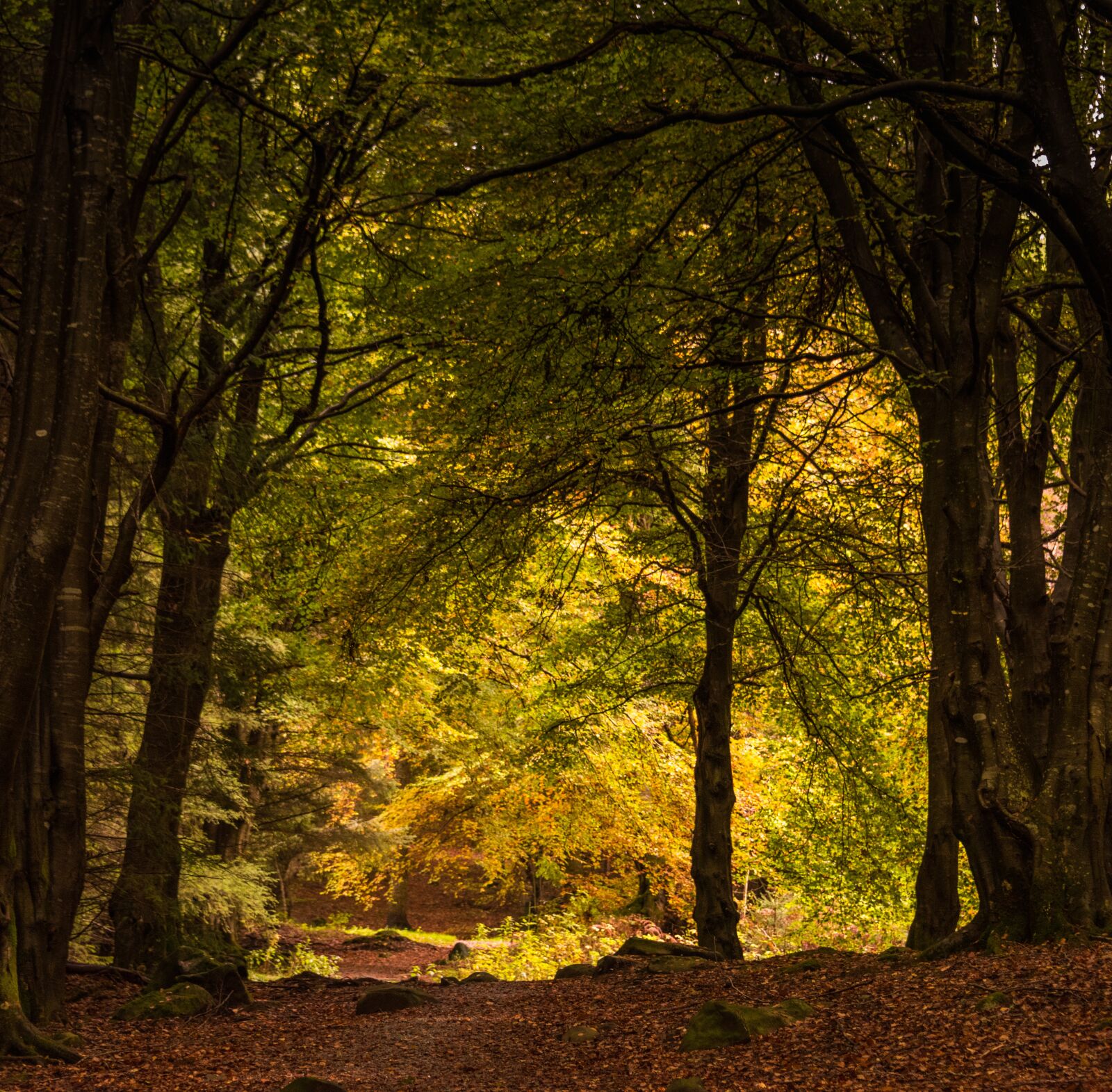 Nikon D810 sample photo. Autumn, trees, leaves photography