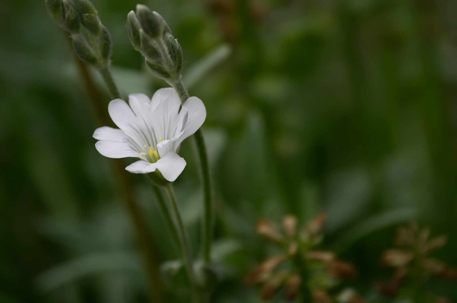 Nikon D3100 sample photo. Flower, blossom, bloom photography