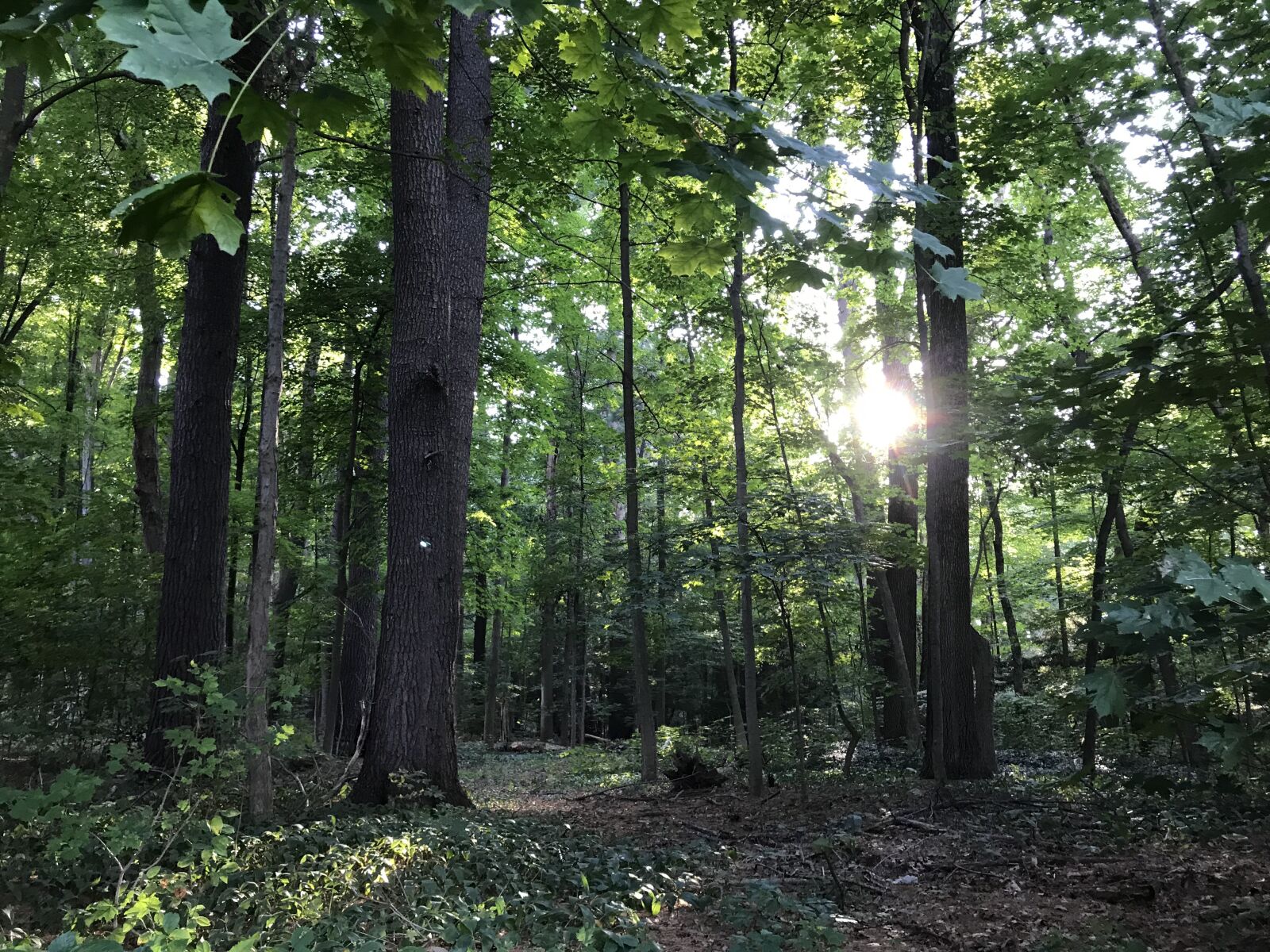 Apple iPhone 7 Plus sample photo. Forest, woods, new england photography