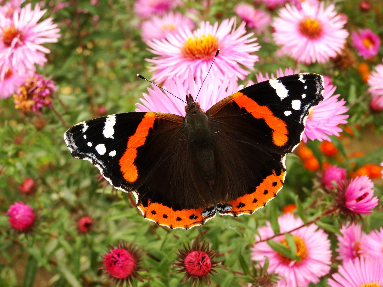 Sony Cyber-shot DSC-HX1 sample photo. Nature, butterfly day, insect photography