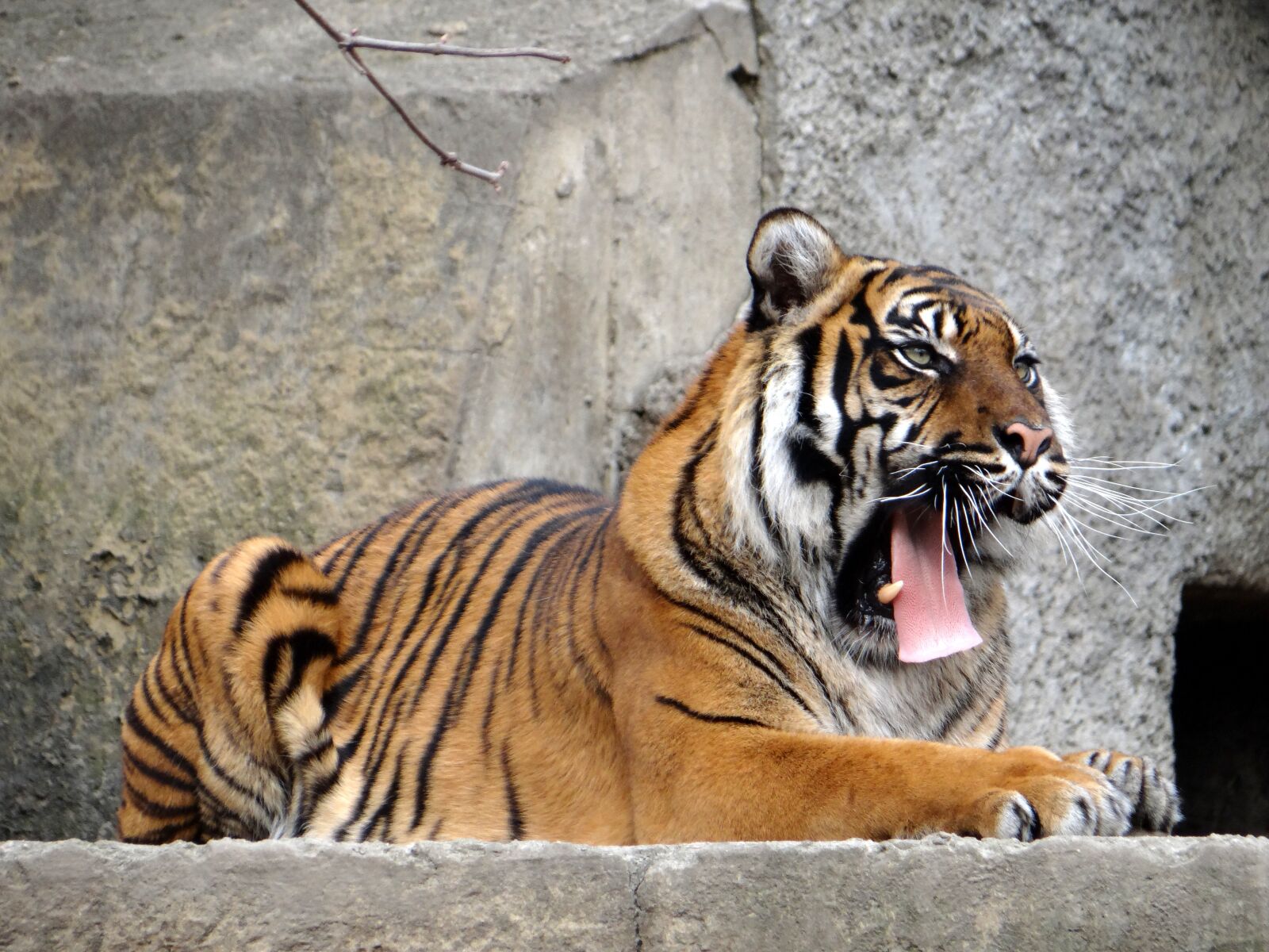 Sony DSC-HX200V sample photo. Sumatran tiger, nature, predator photography