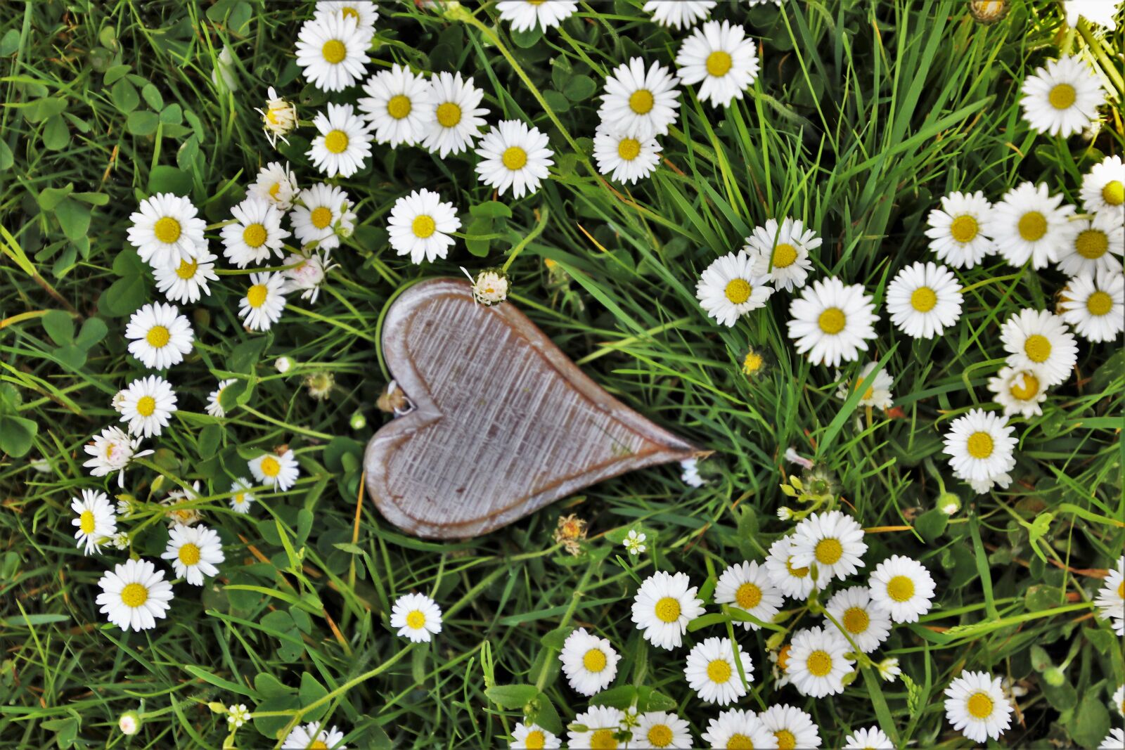 Canon EOS 80D sample photo. Spring, heart, wooden photography