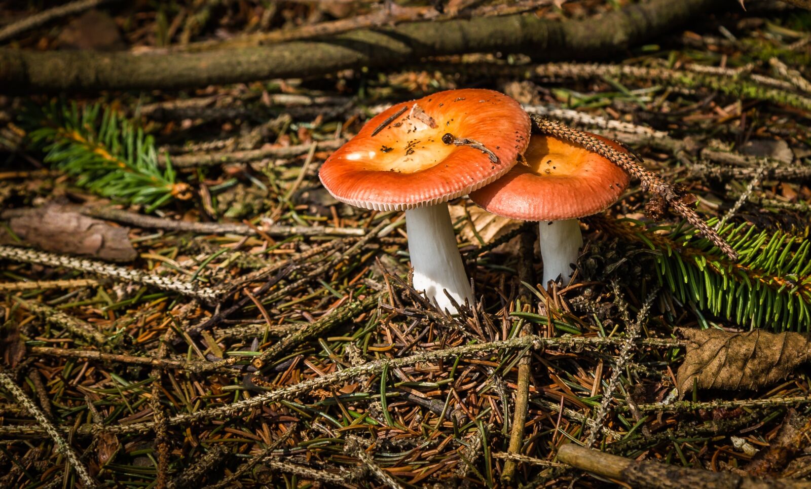 Canon EOS 6D sample photo. Mushrooms, kottenforst, buschhoven photography