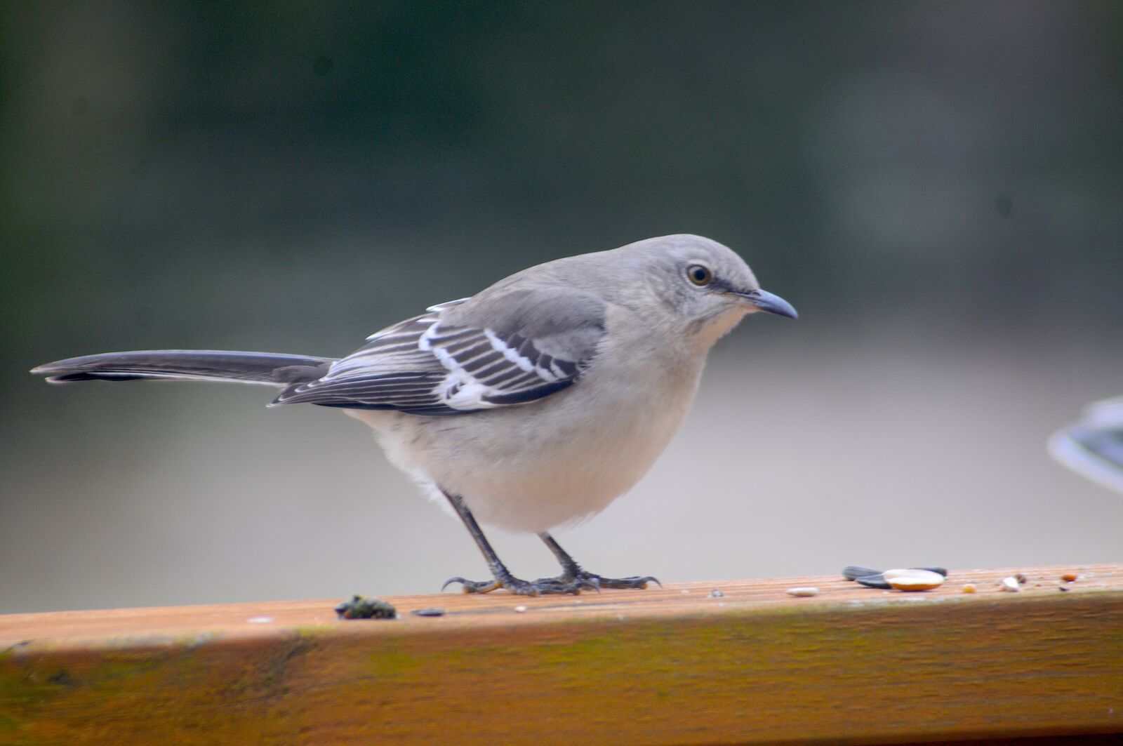 Nikon D300 sample photo. Mocking bird, bird, nature photography