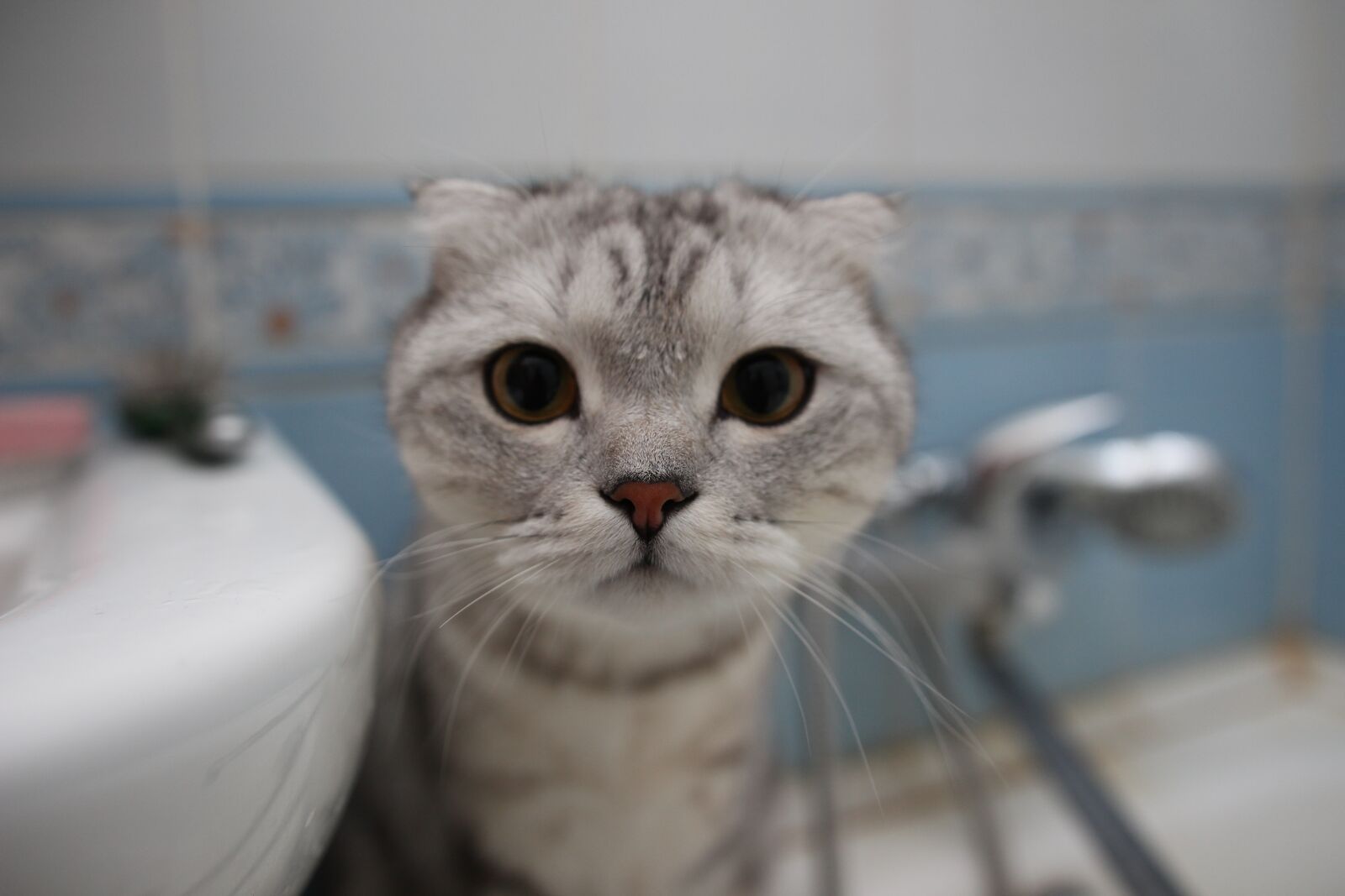 Canon EOS 650D (EOS Rebel T4i / EOS Kiss X6i) sample photo. Cat, muzzle, mustachioed photography