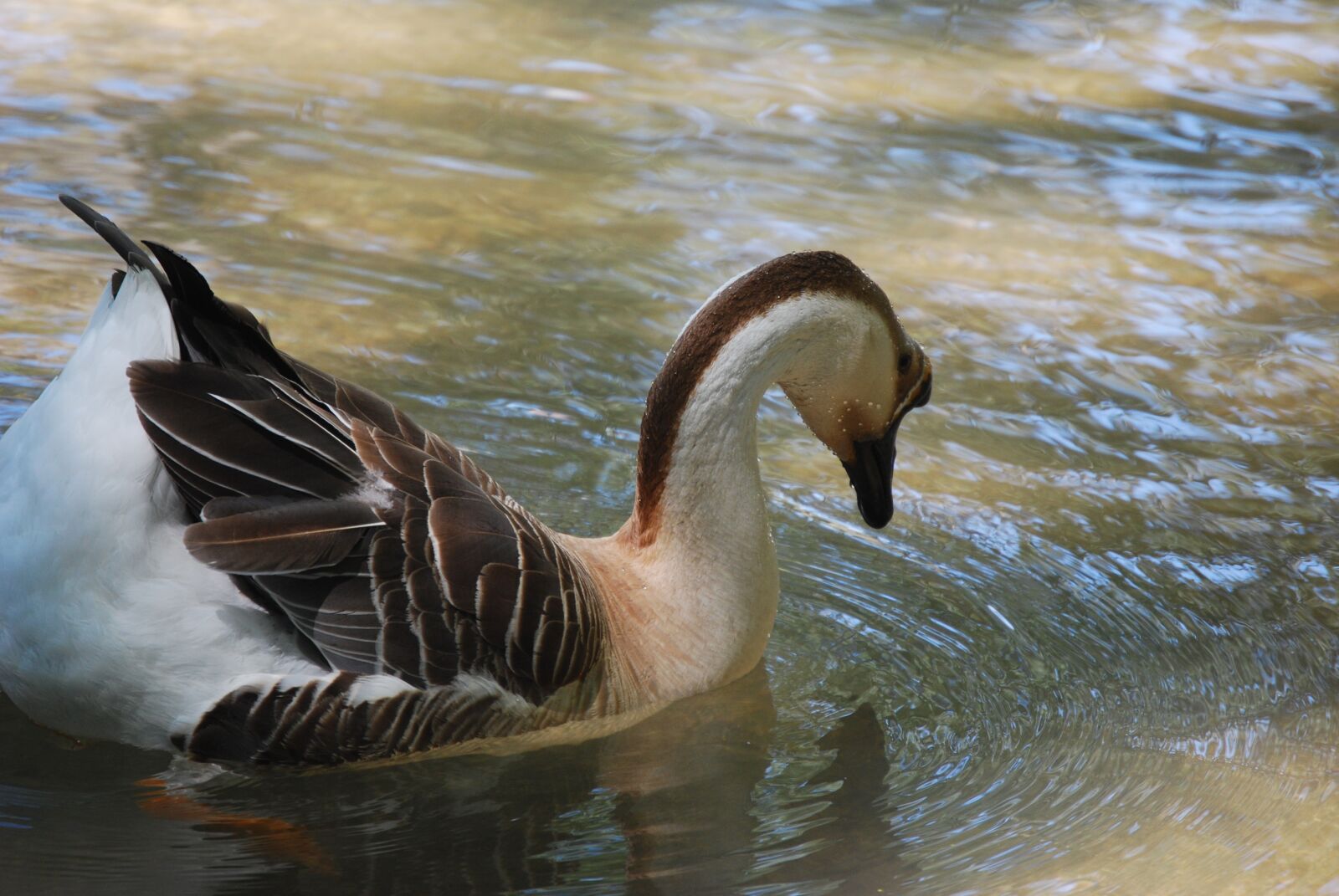 Nikon D40X sample photo. Swan, swans, river photography