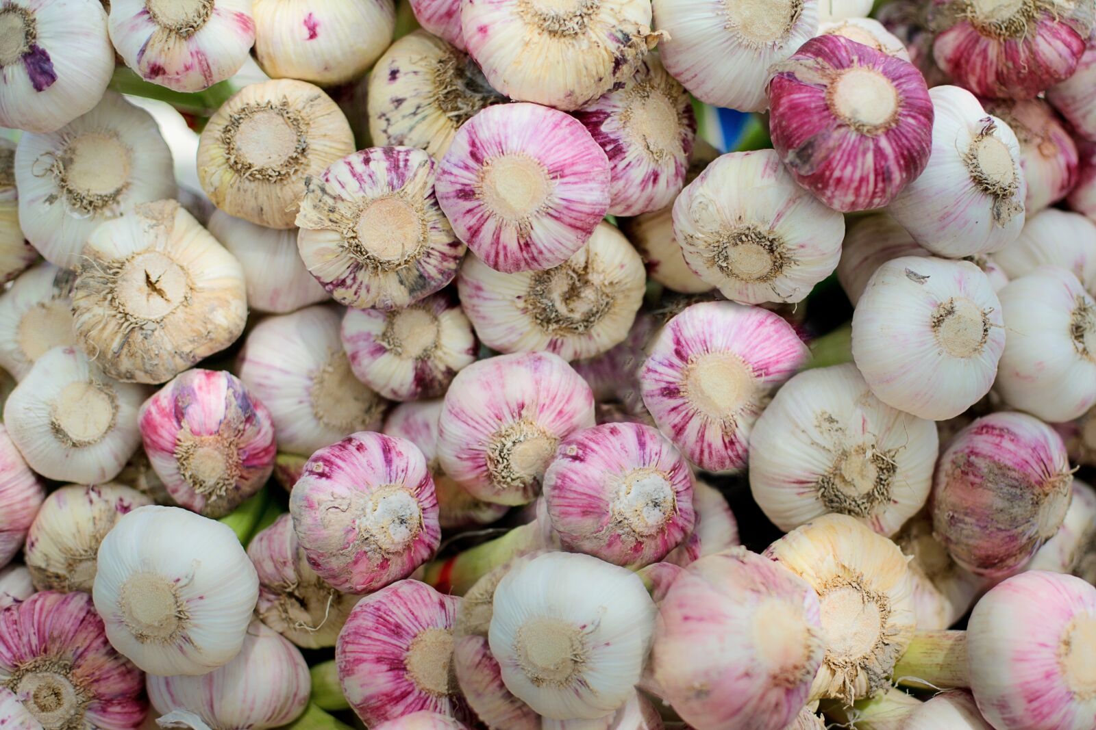 Canon EF 50mm F1.4 USM sample photo. Garlic, fresh, herb photography