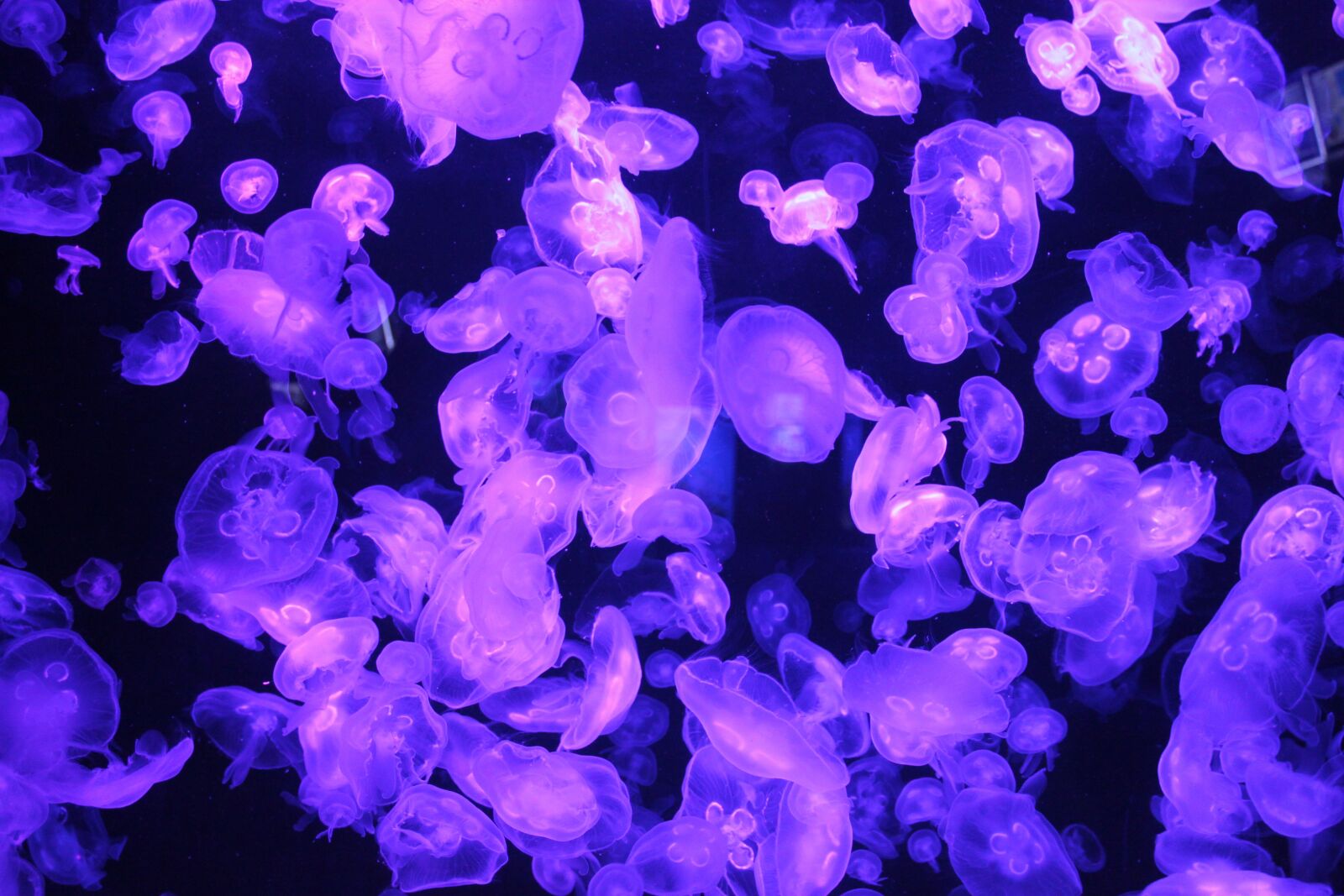 Canon EOS 500D (EOS Rebel T1i / EOS Kiss X3) sample photo. Jellyfish, underwater, sea creatures photography