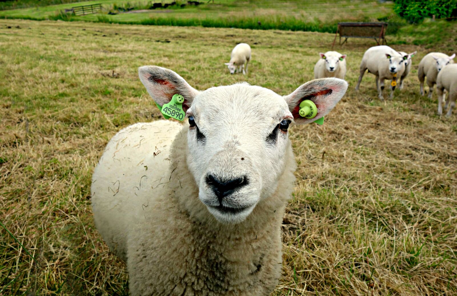 Sony Cyber-shot DSC-RX100 sample photo. Sheep, animal, farm animal photography