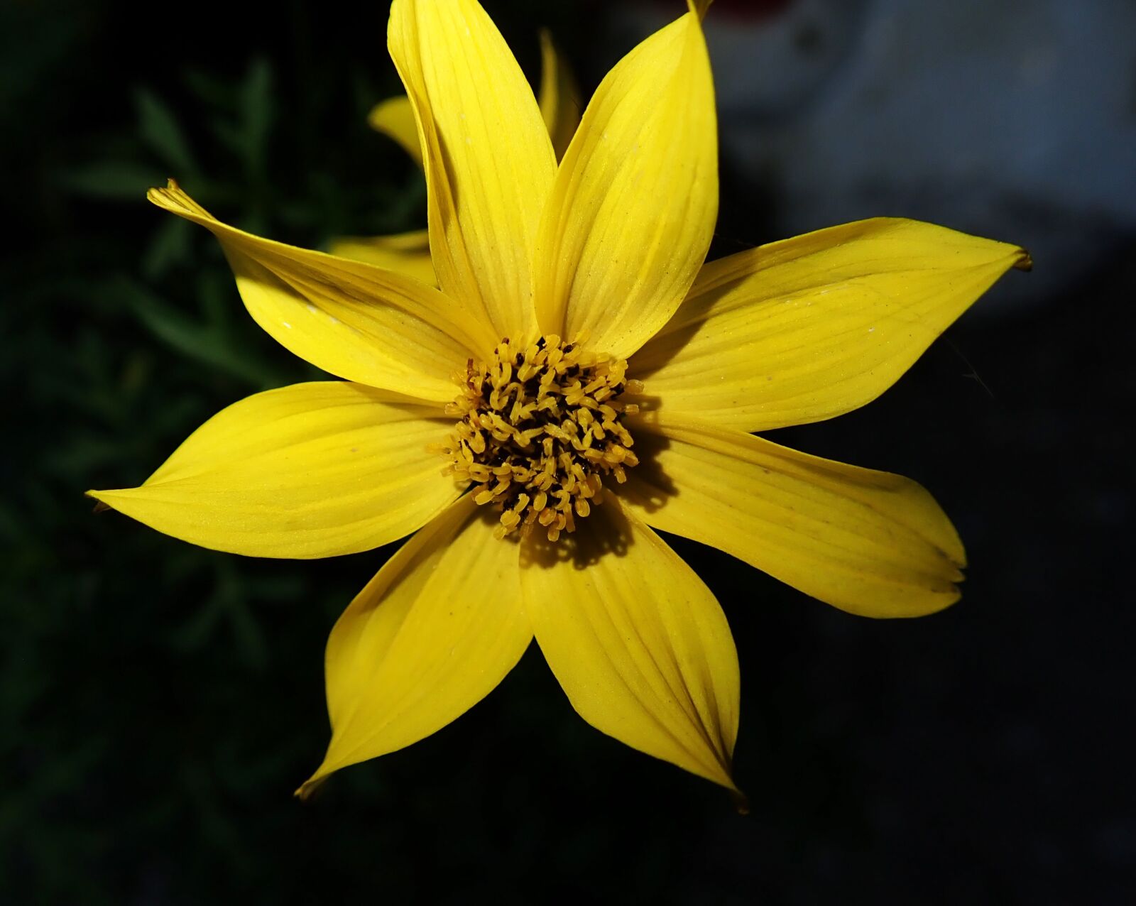 Olympus TG-5 sample photo. Daisy, flower, yellow photography