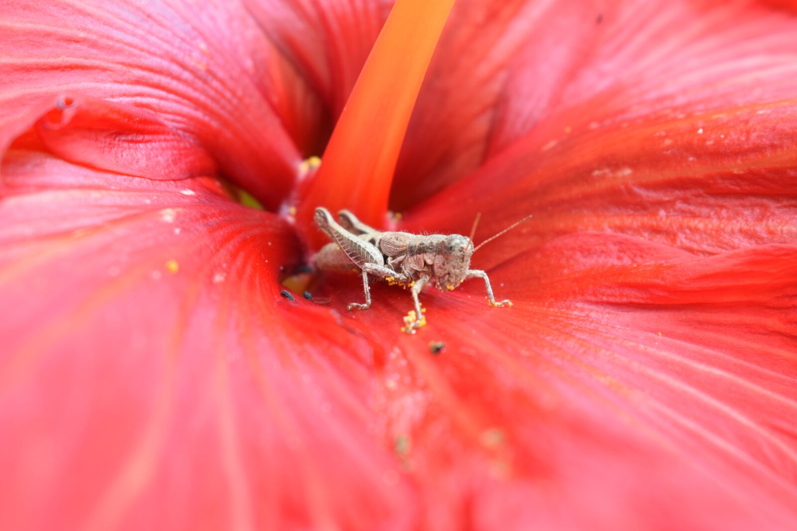 Nikon D5300 sample photo. Grasshopper, colombia, insect photography