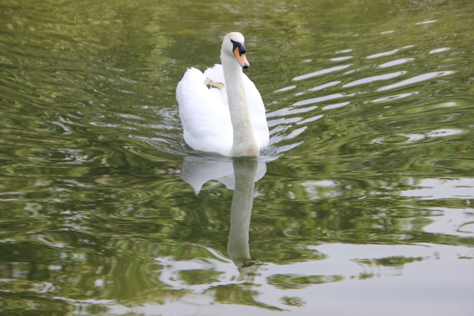 Canon EOS 600D (Rebel EOS T3i / EOS Kiss X5) sample photo. Swan, white swan, swimming photography