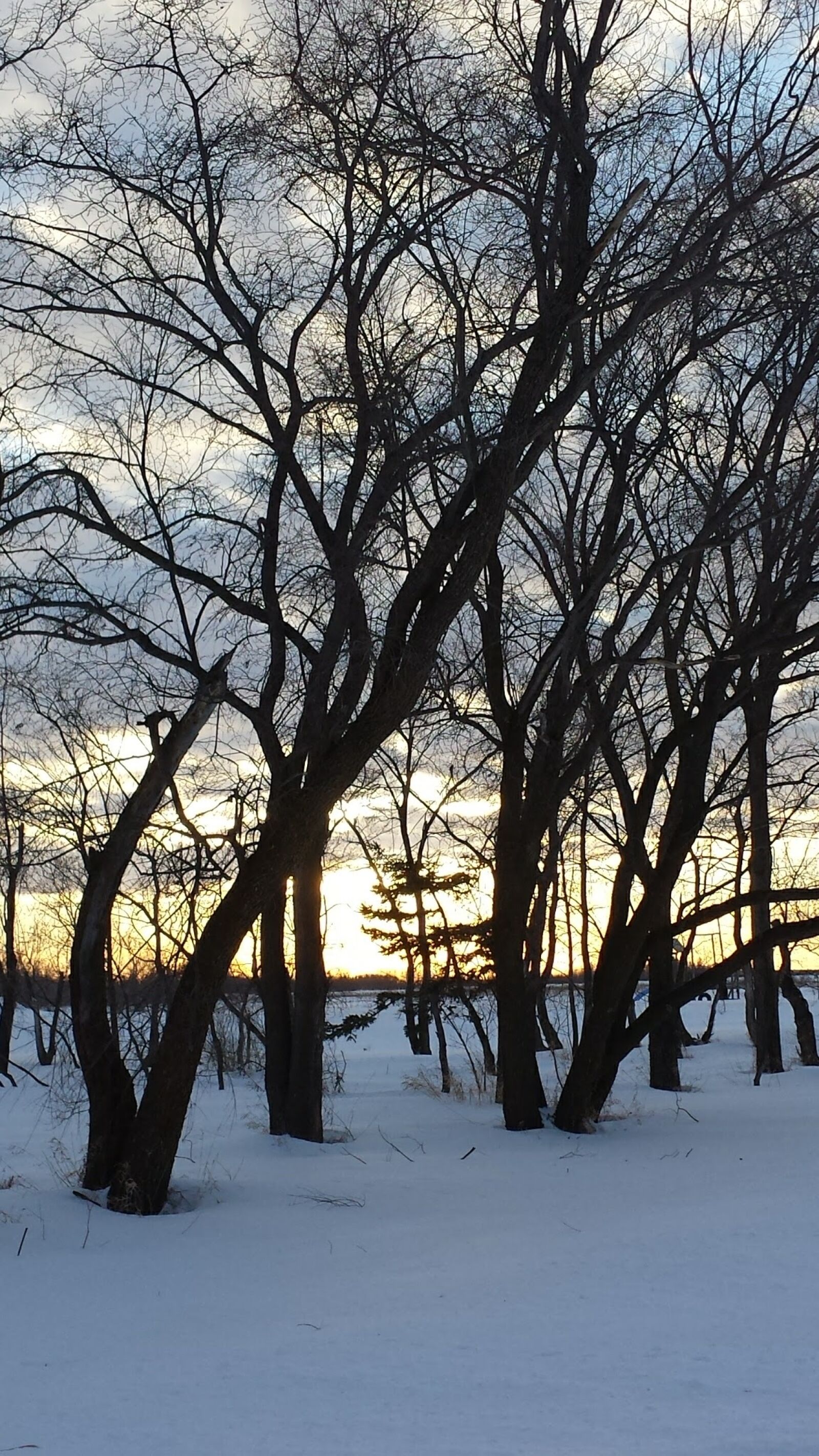 Samsung Galaxy S4 sample photo. Trees, sunset, light photography