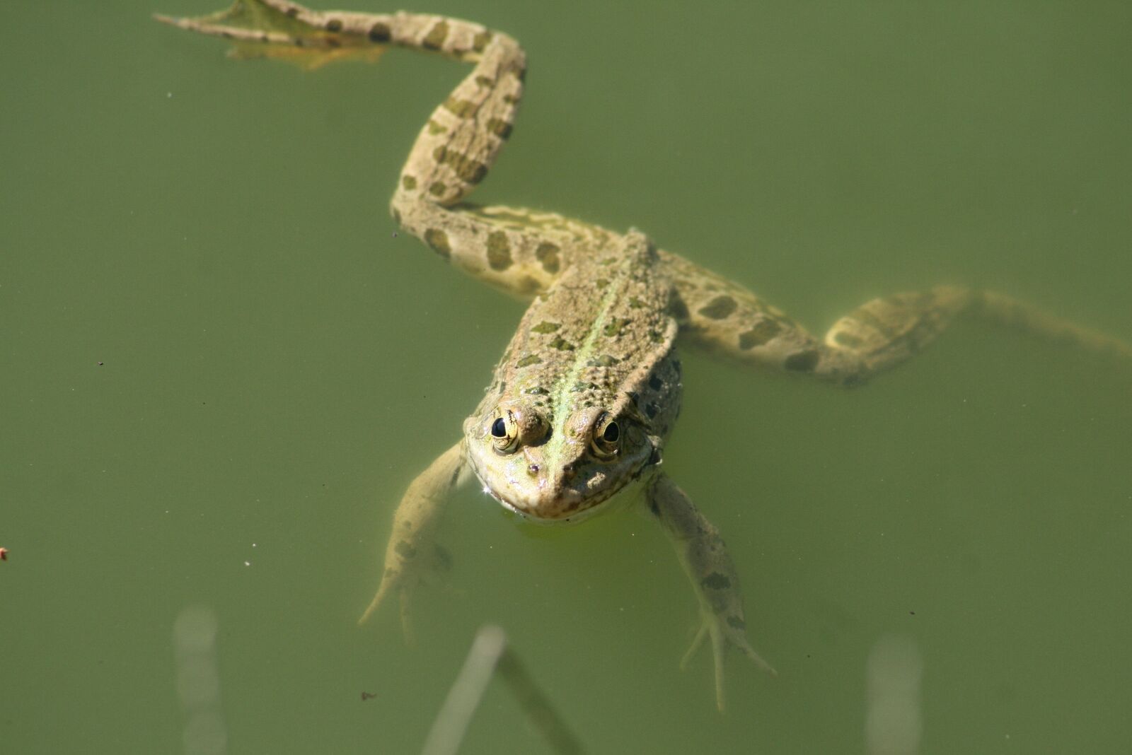 Canon EOS 400D (EOS Digital Rebel XTi / EOS Kiss Digital X) sample photo. Frog, reptile, nature photography