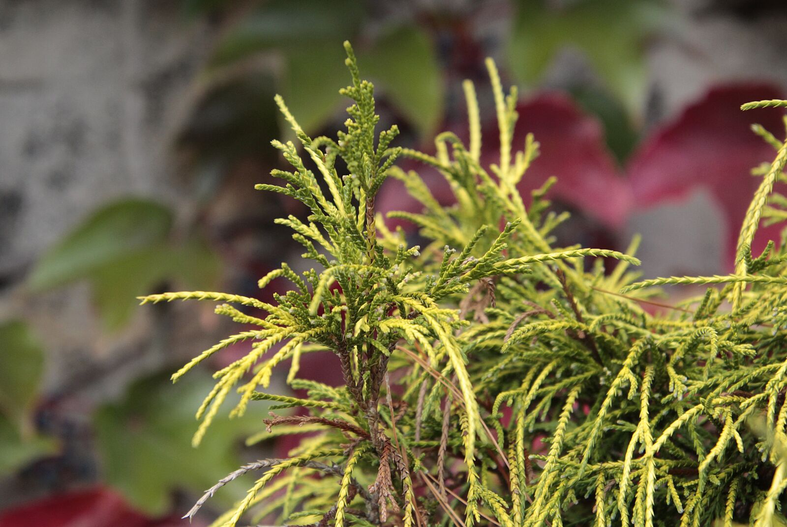 Canon EOS 700D (EOS Rebel T5i / EOS Kiss X7i) sample photo. Gold cypress, cypress, nature photography
