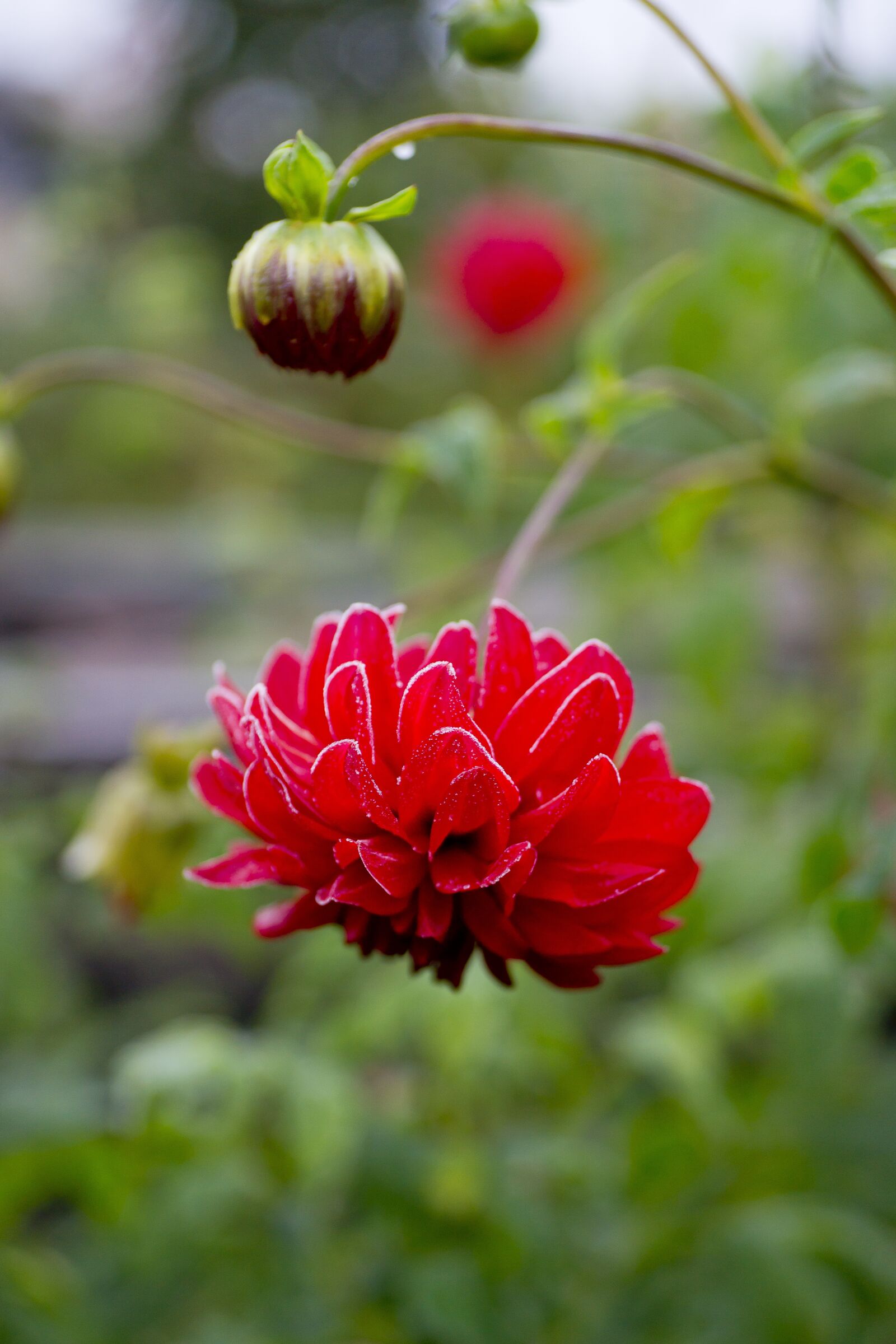 Sony Alpha DSLR-A850 sample photo. Leann, flower, dahlia photography