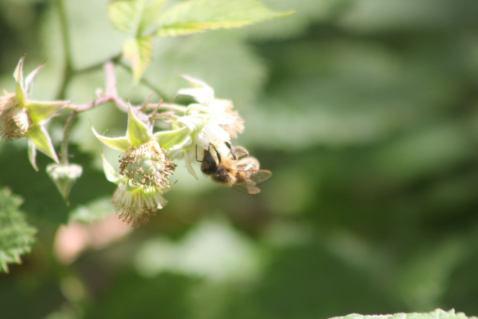 Canon EOS 500D (EOS Rebel T1i / EOS Kiss X3) sample photo. Bee, insect, spring photography