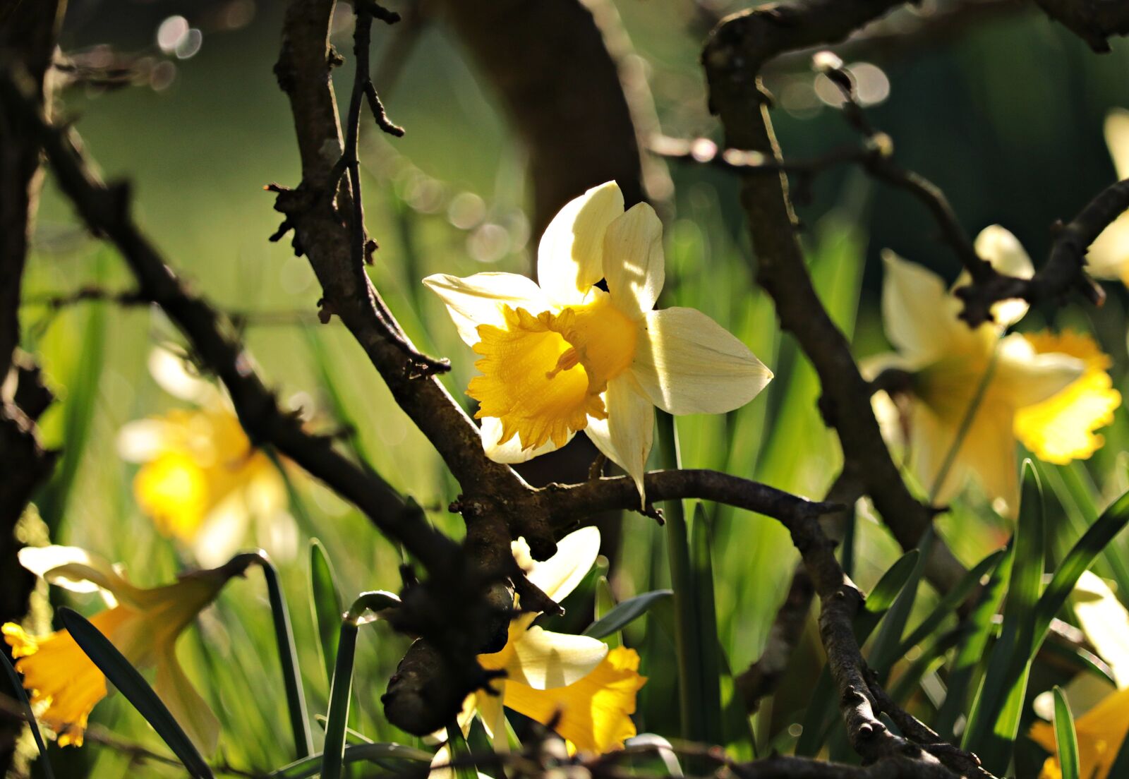 Canon EOS 80D sample photo. Daffodils, yellow, spring photography