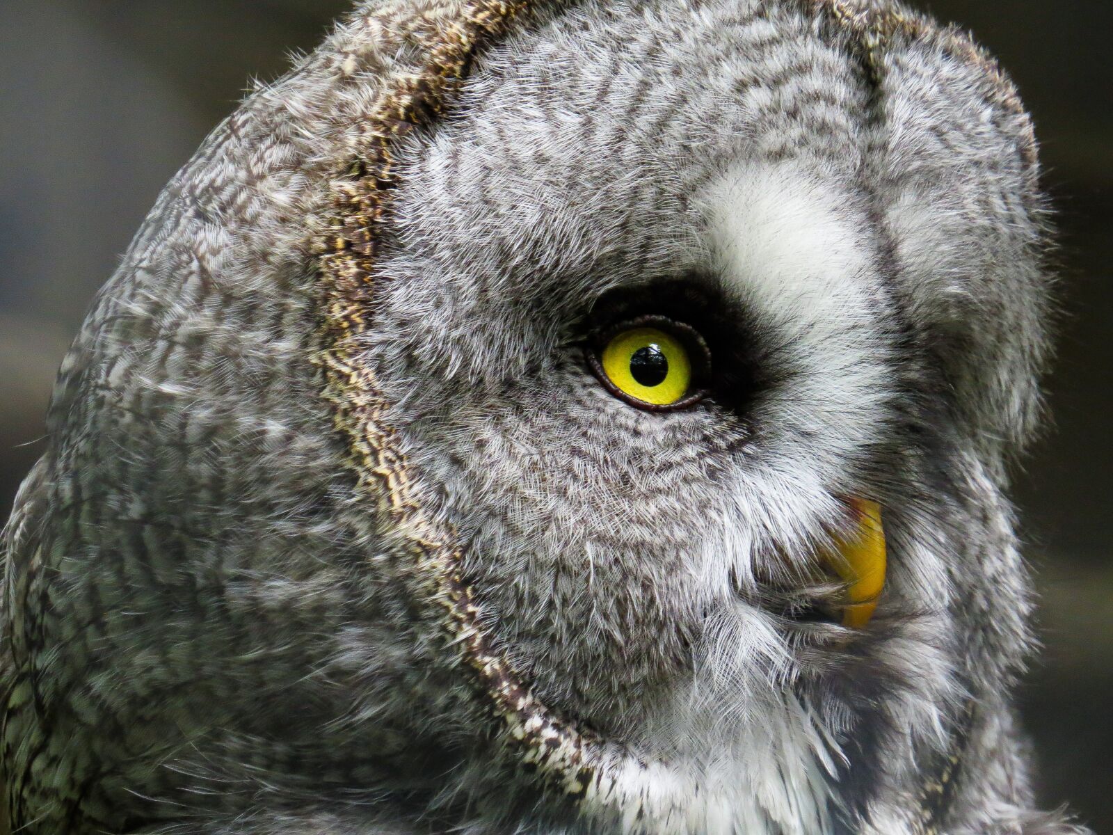 Canon PowerShot SX50 HS sample photo. Animal, owl, bird photography