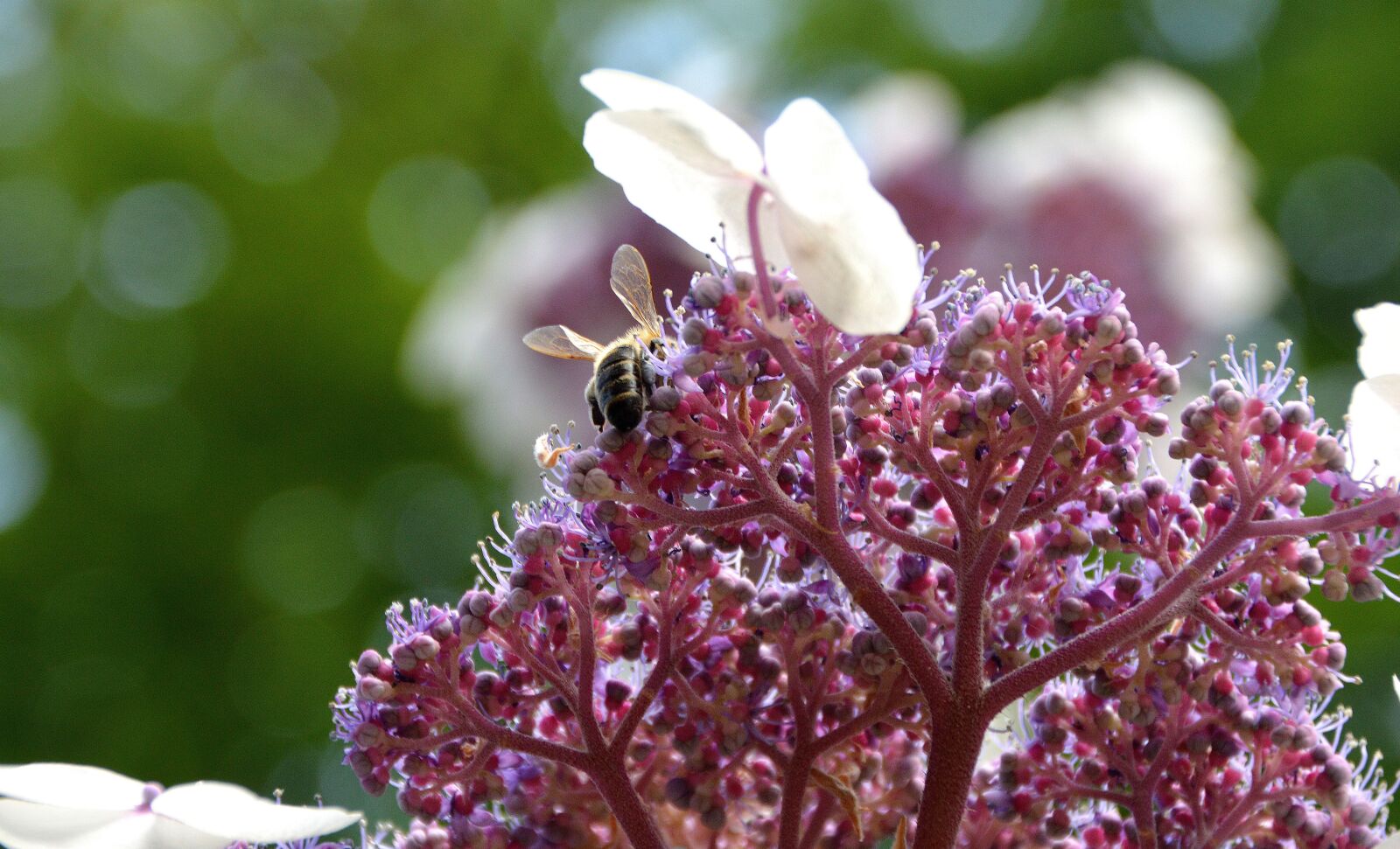 Nikon D3200 sample photo. Flower, blossom, bloom photography