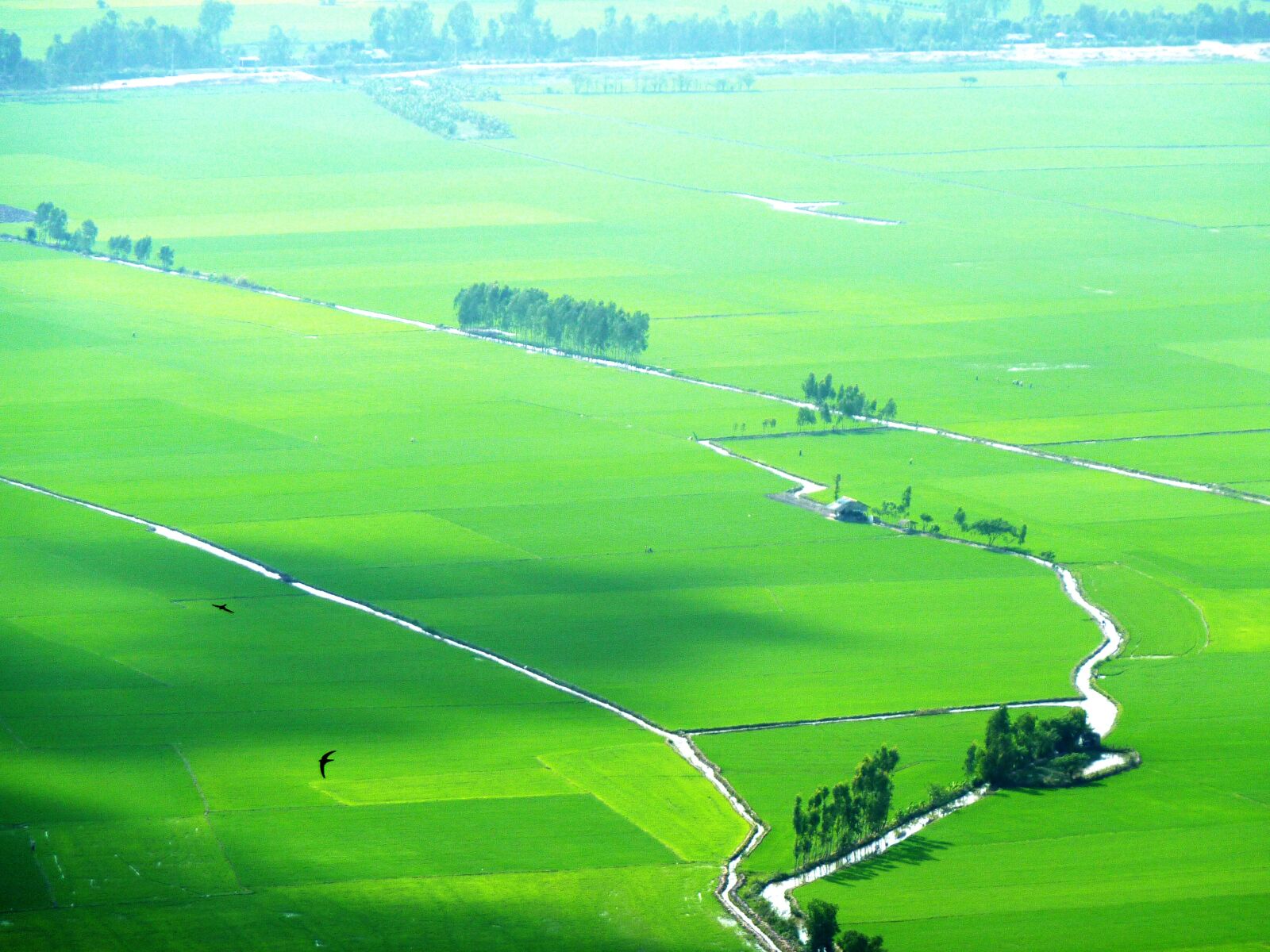 Panasonic DMC-TZ7 sample photo. Paddy, green, picturesque photography