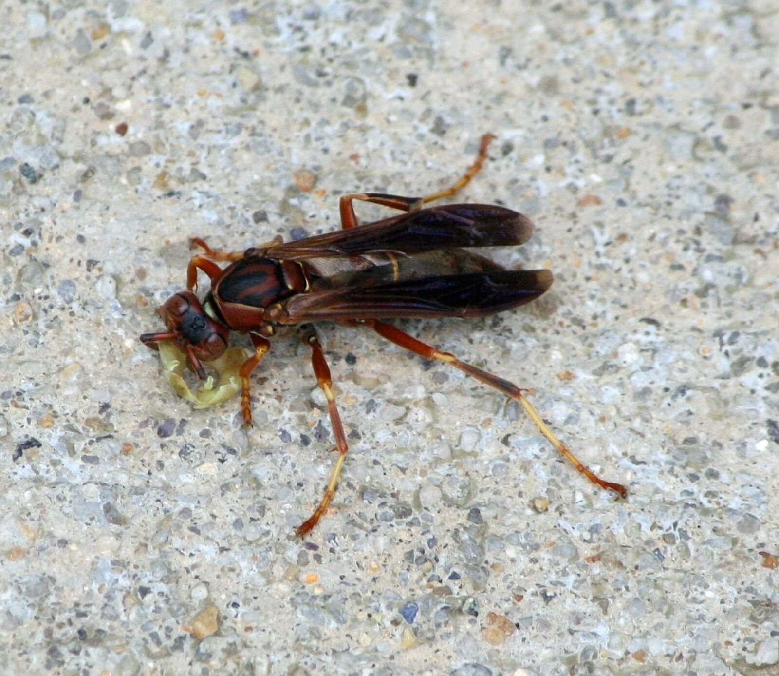 Canon EOS 350D (EOS Digital Rebel XT / EOS Kiss Digital N) sample photo. Wasp, insect, fly photography