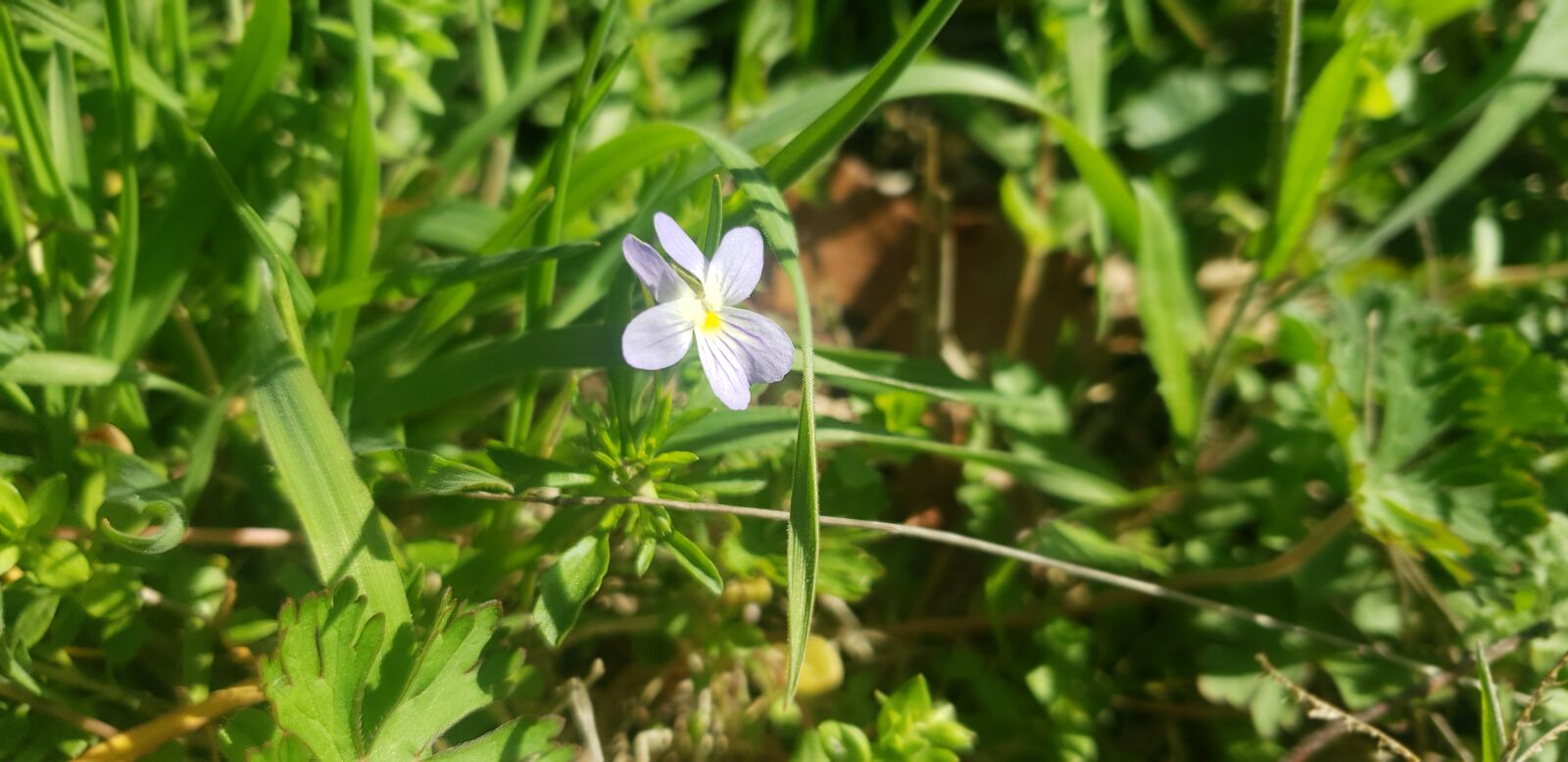Samsung Galaxy S9 sample photo. Flowers, outdoor, outside photography