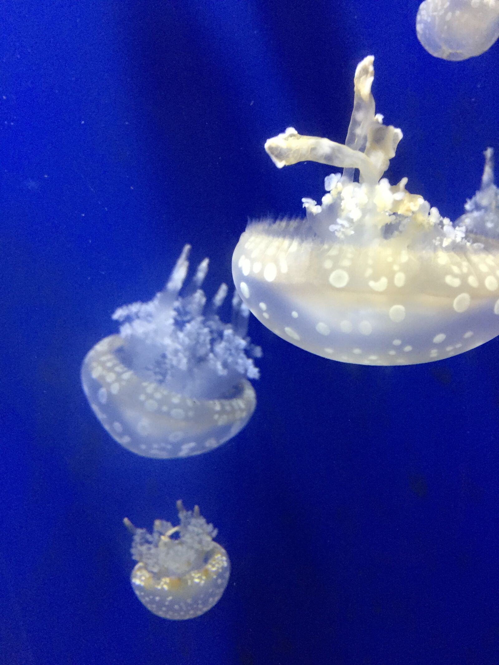 Apple iPhone 6 sample photo. Jellyfish, aquarium, blue photography