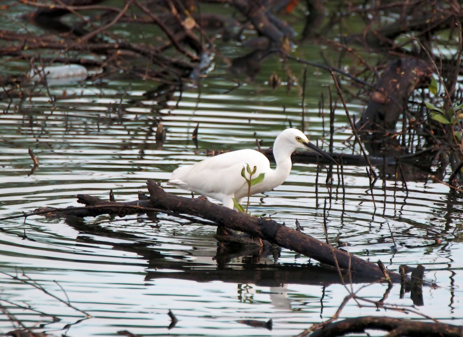 Olympus OM-D E-M1 sample photo. Little egret, wild, bird photography