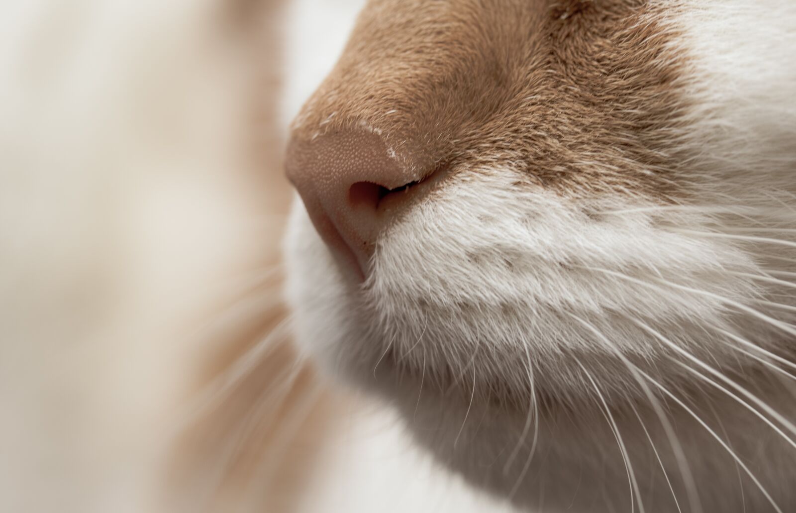 Canon EF-S 60mm F2.8 Macro USM sample photo. Cat, nose, snout photography
