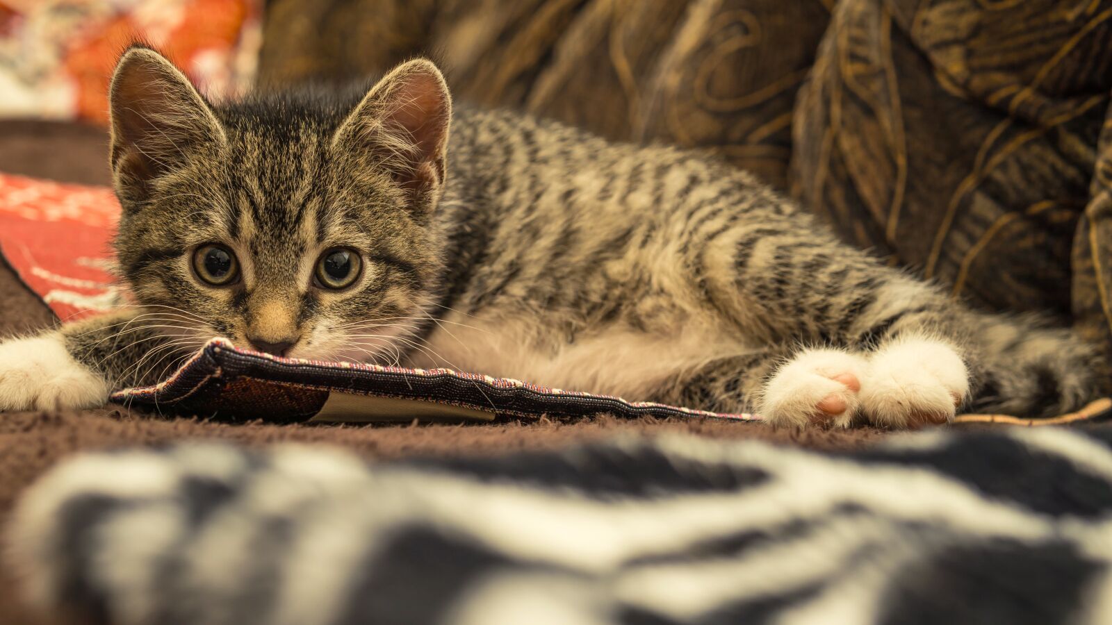30mm F1.4 DC DN | Contemporary 016 sample photo. Cat, small, mackerel photography