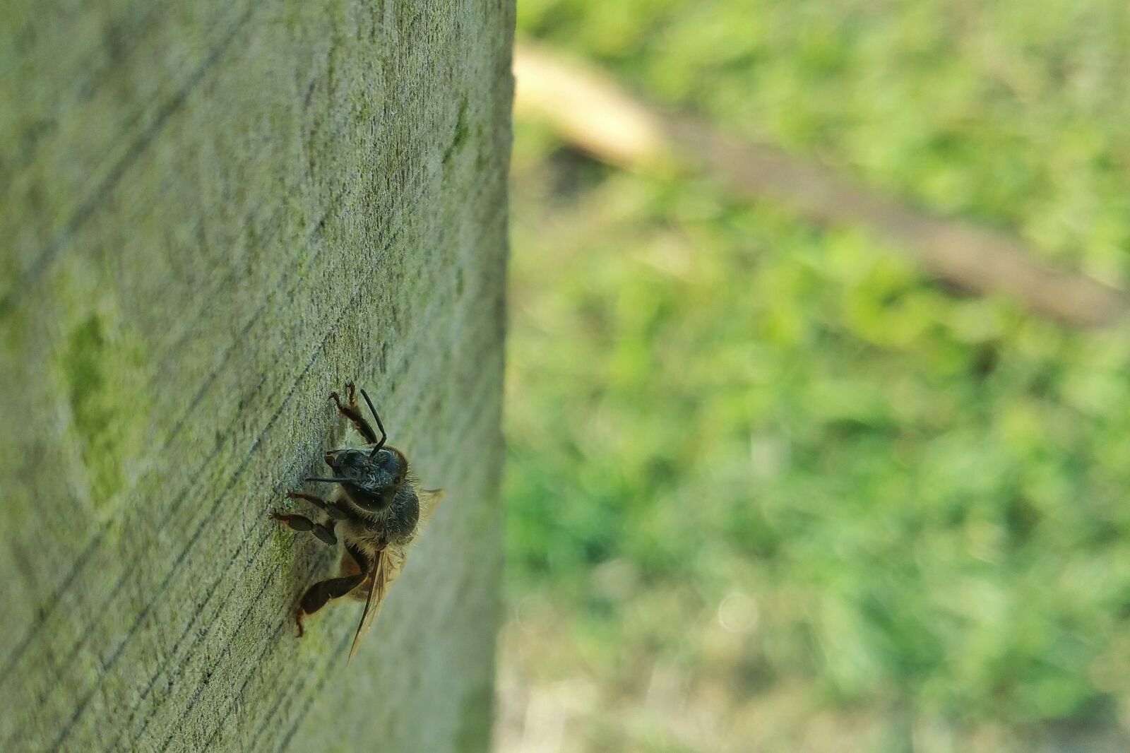 Samsung Galaxy Note4 sample photo. Bee, insect, nature photography